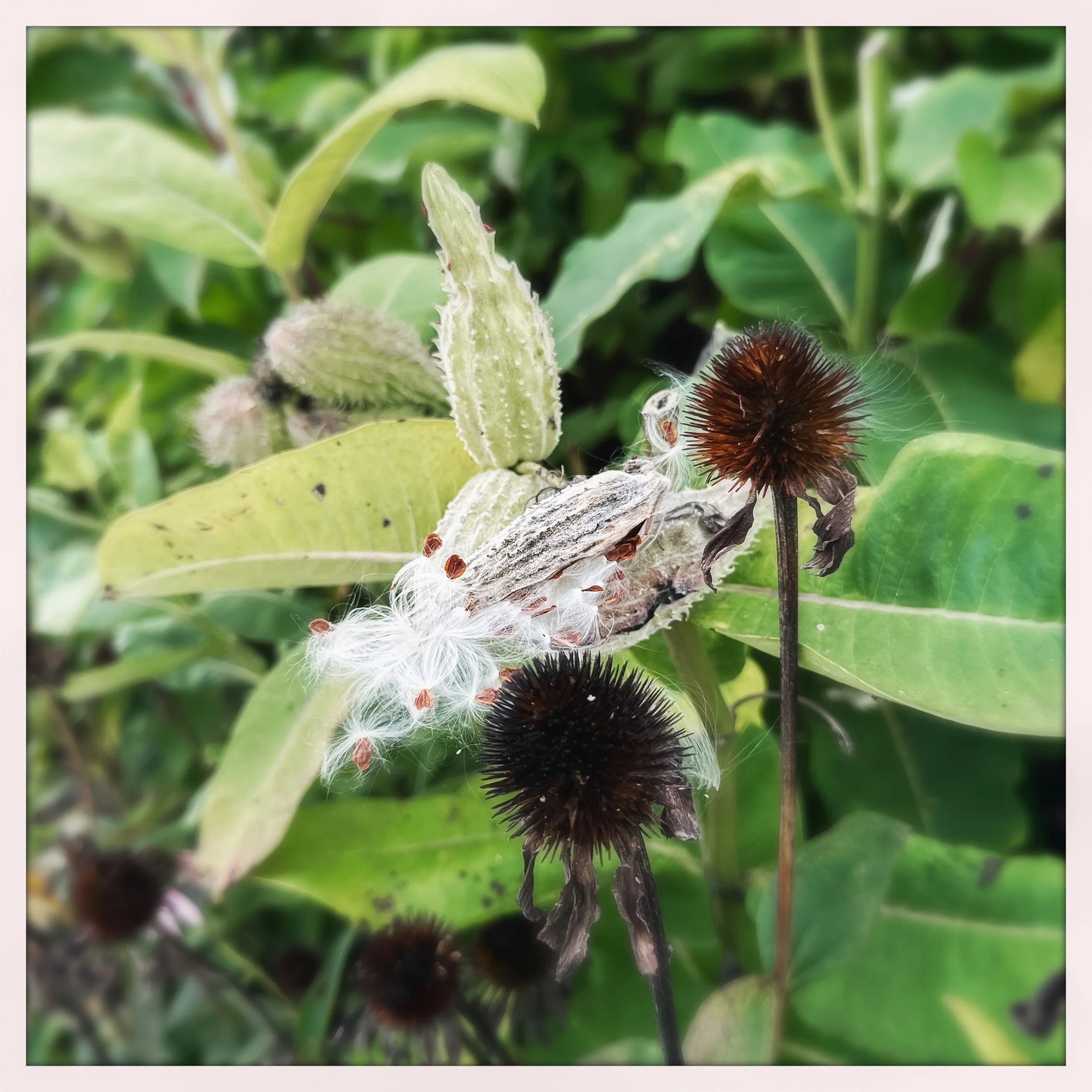 milkweed seeds and shriveled cone flowers.jpg
