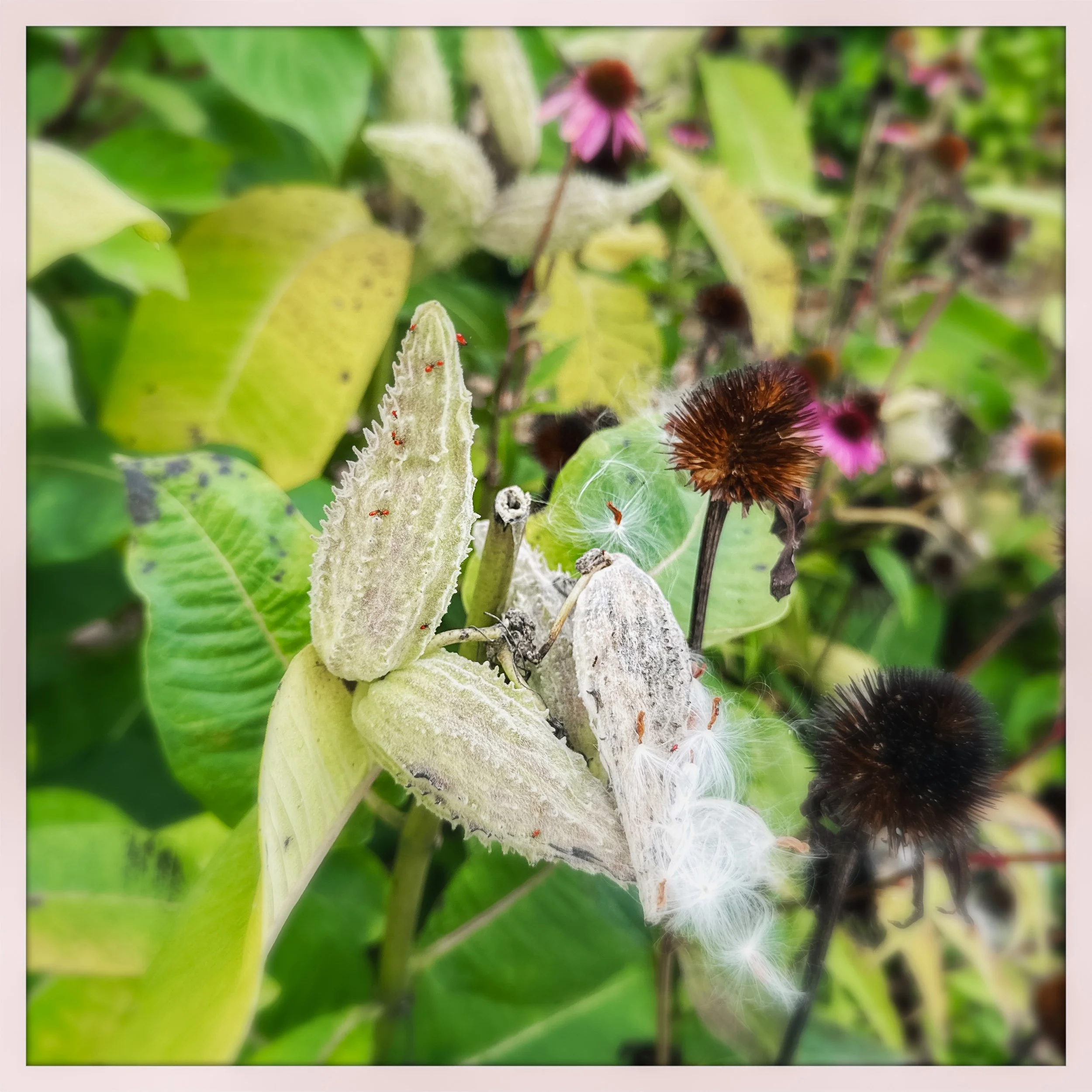 milweed with aphids.jpg