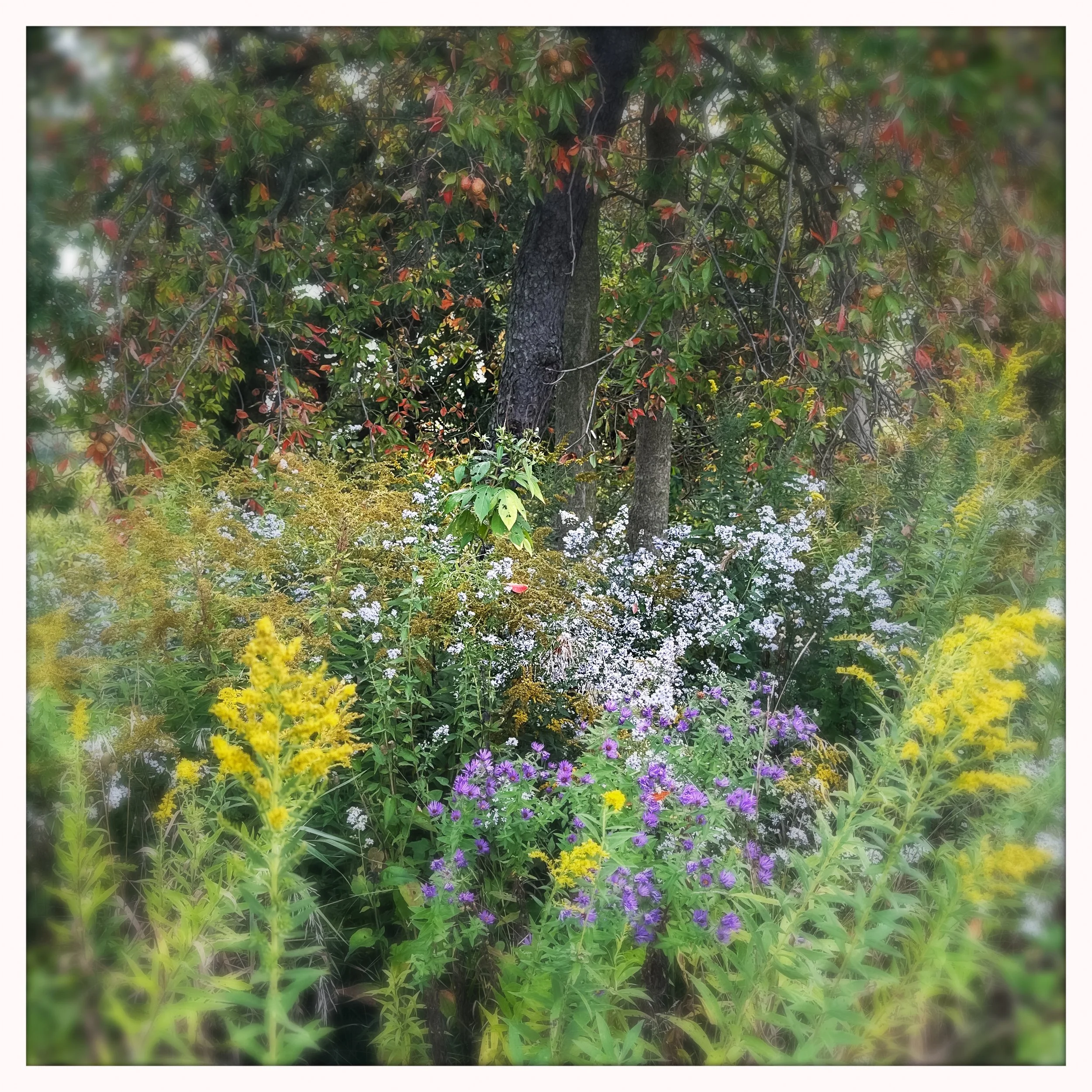 riot of color.jpg