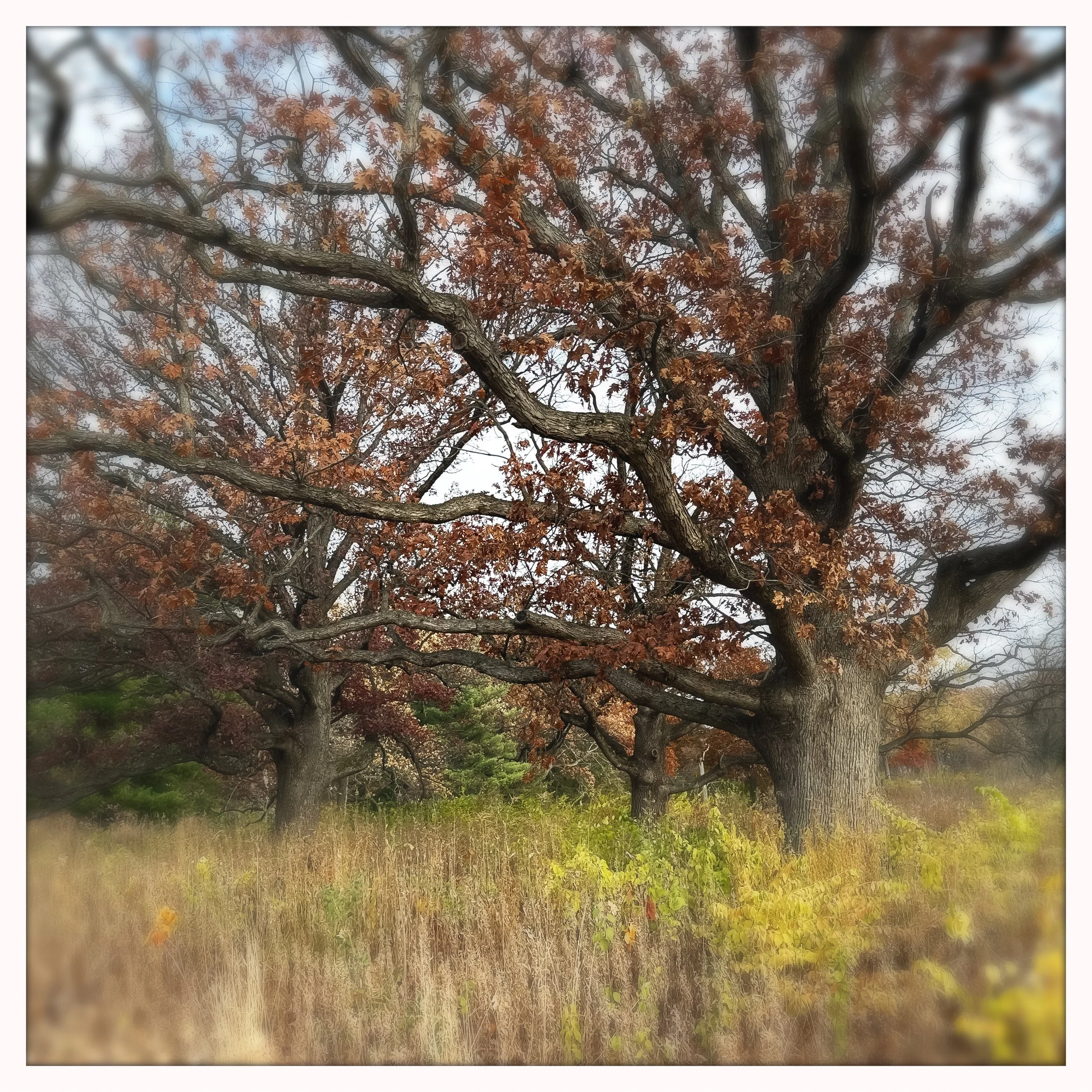 browning branches.jpg