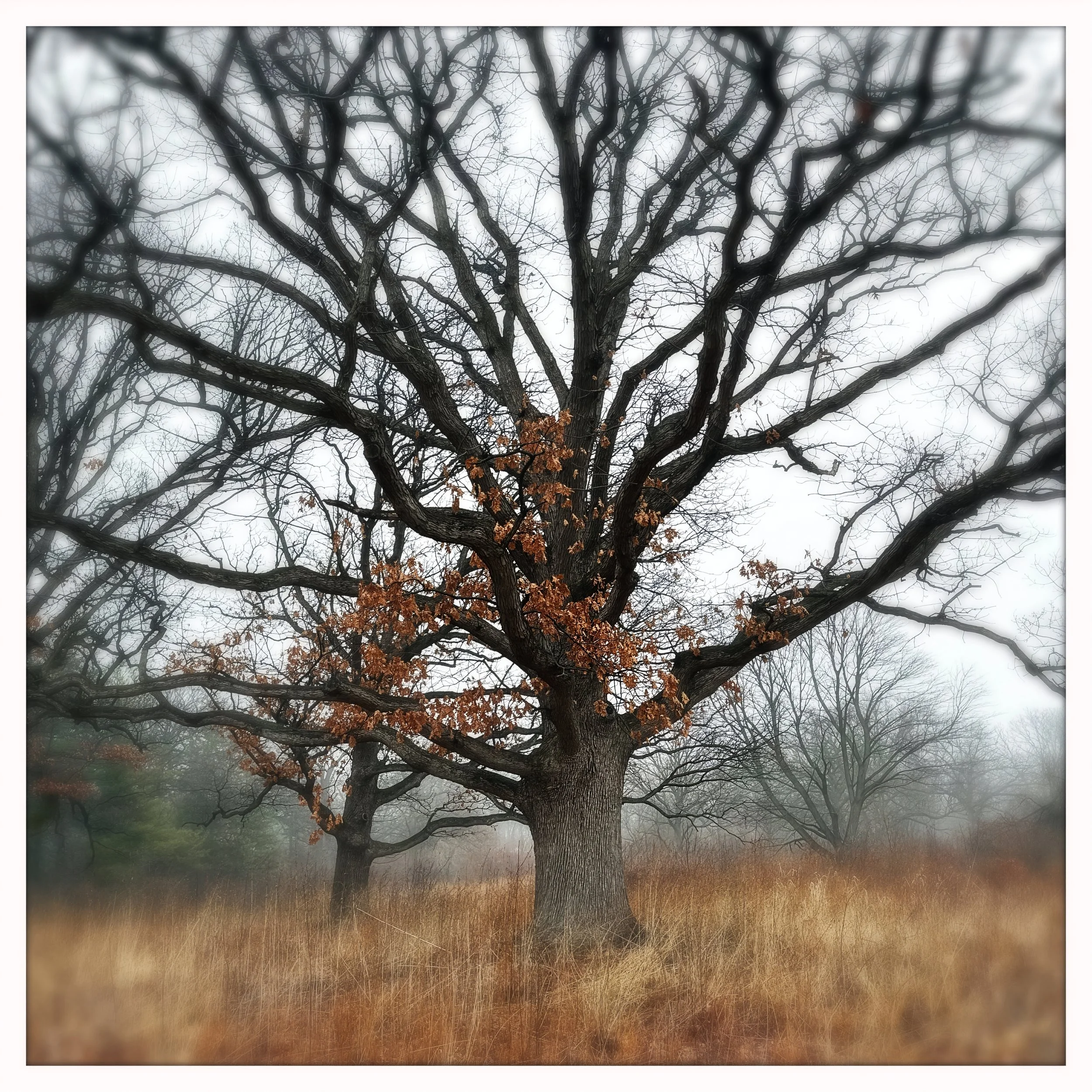 tree gathering Firefly Upscaler 2x scale.jpg