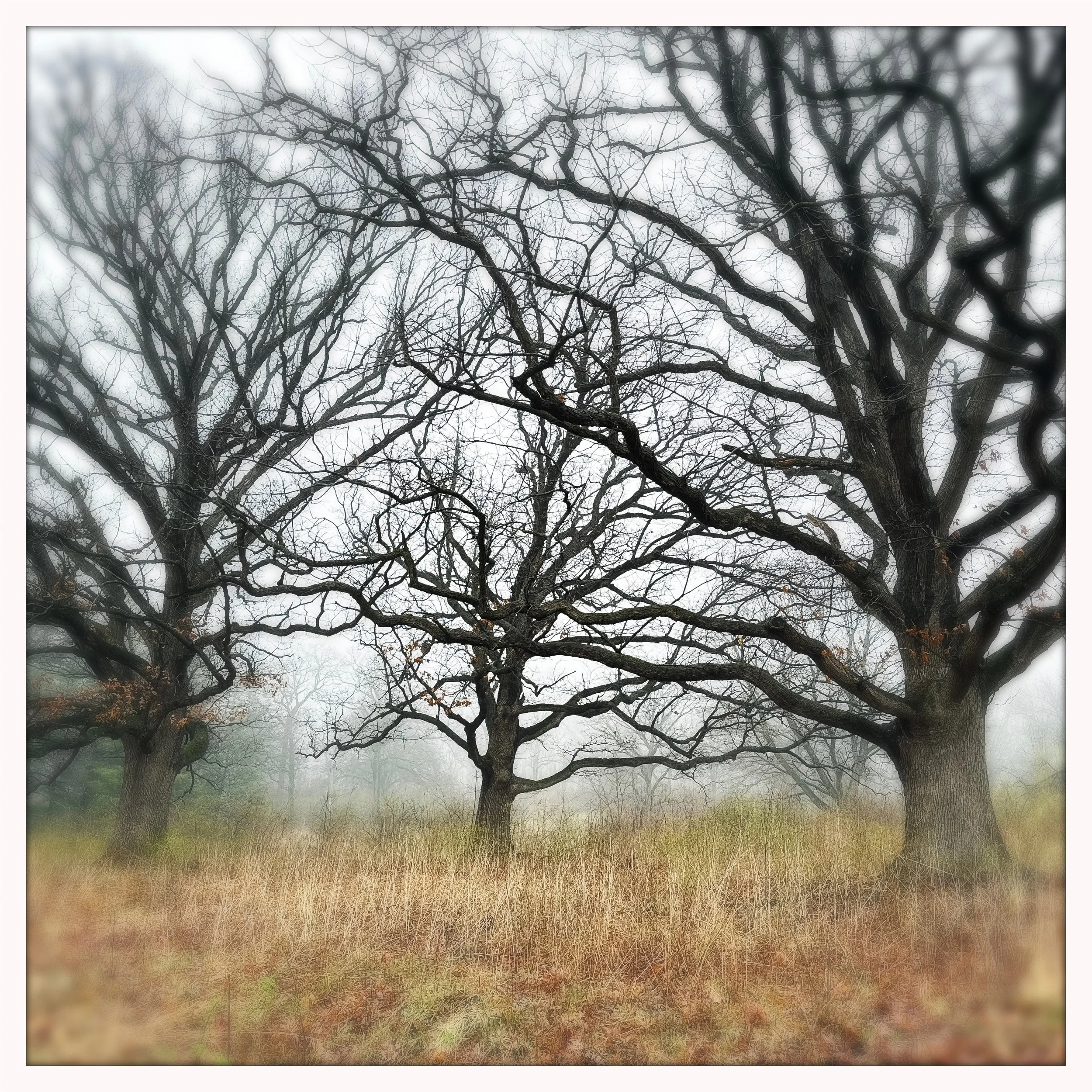 first tree speak.jpg