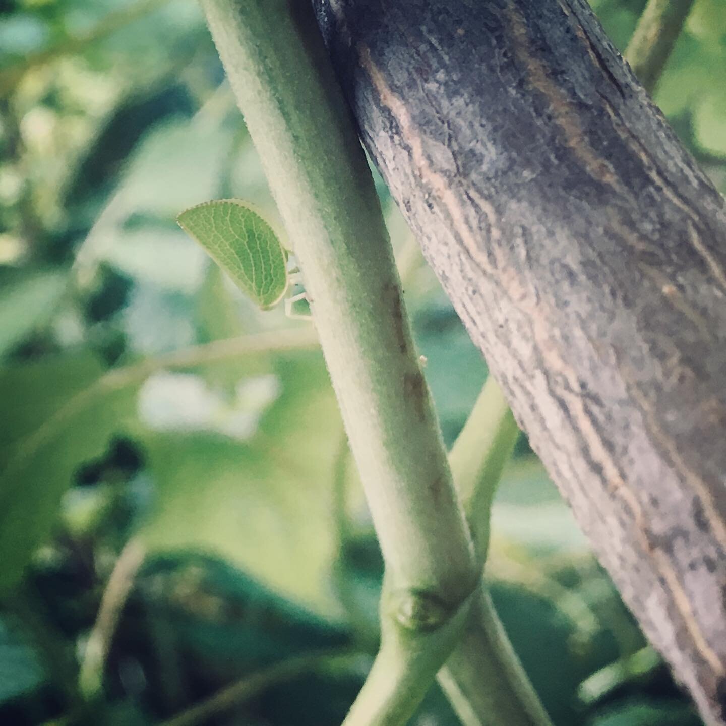 So much delight in gardens no matter where you are right now. #lookcloser you&rsquo;ll see a cute little guy, a #Planthopper in this small urban garden. #Acanaloniaconica jump from plant to plant feeding on plant juices. Even the smallest of greenspa