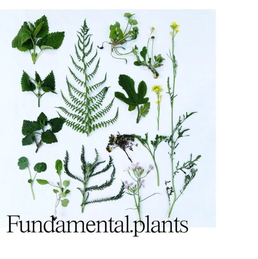 Fundamental_plants_01.jpg