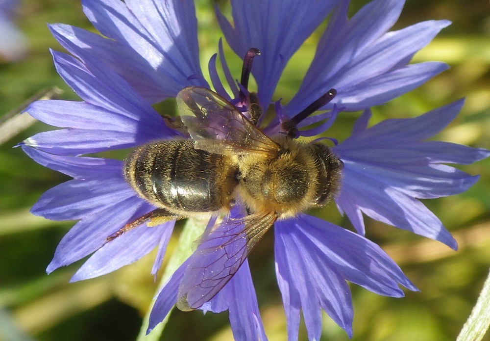 © The Natural Beekeeping Trust