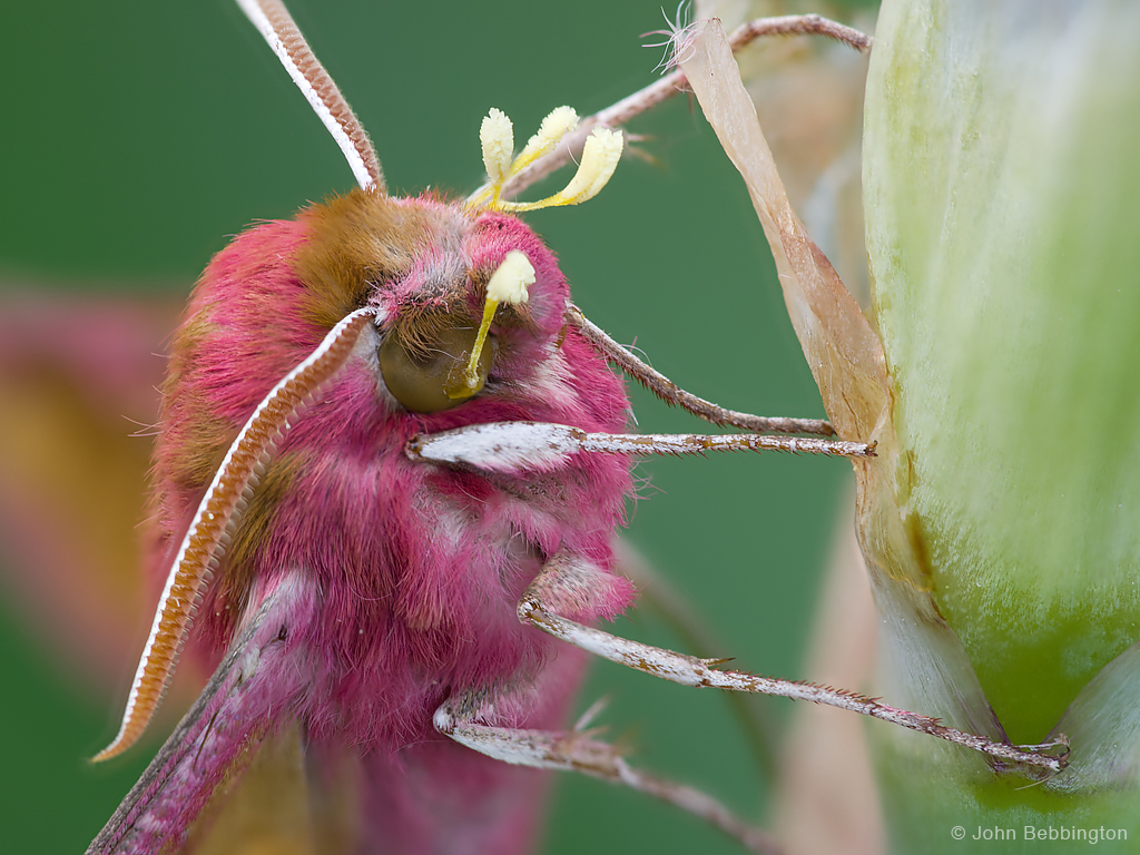Small Elephant Hawk-moth with Greater Butterfly Orchid pollinia attached to its head © John Bebbington
