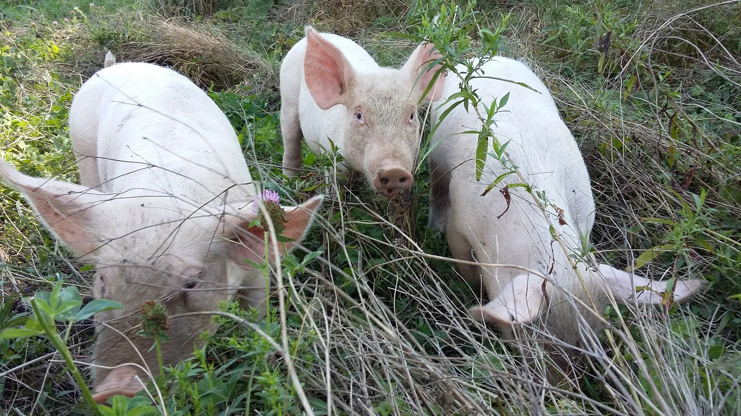 The Three Little Pigs