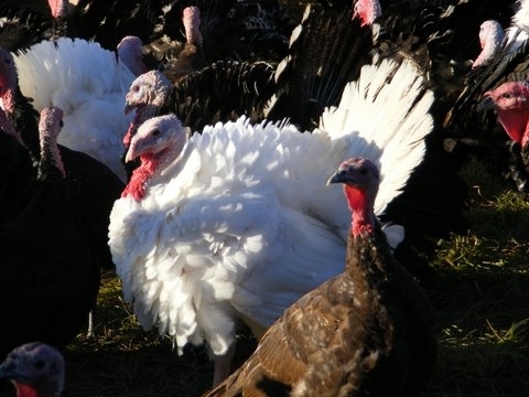 Turkeys in the pasture