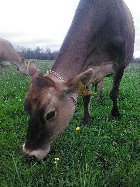 Viv in the pasture.jpg