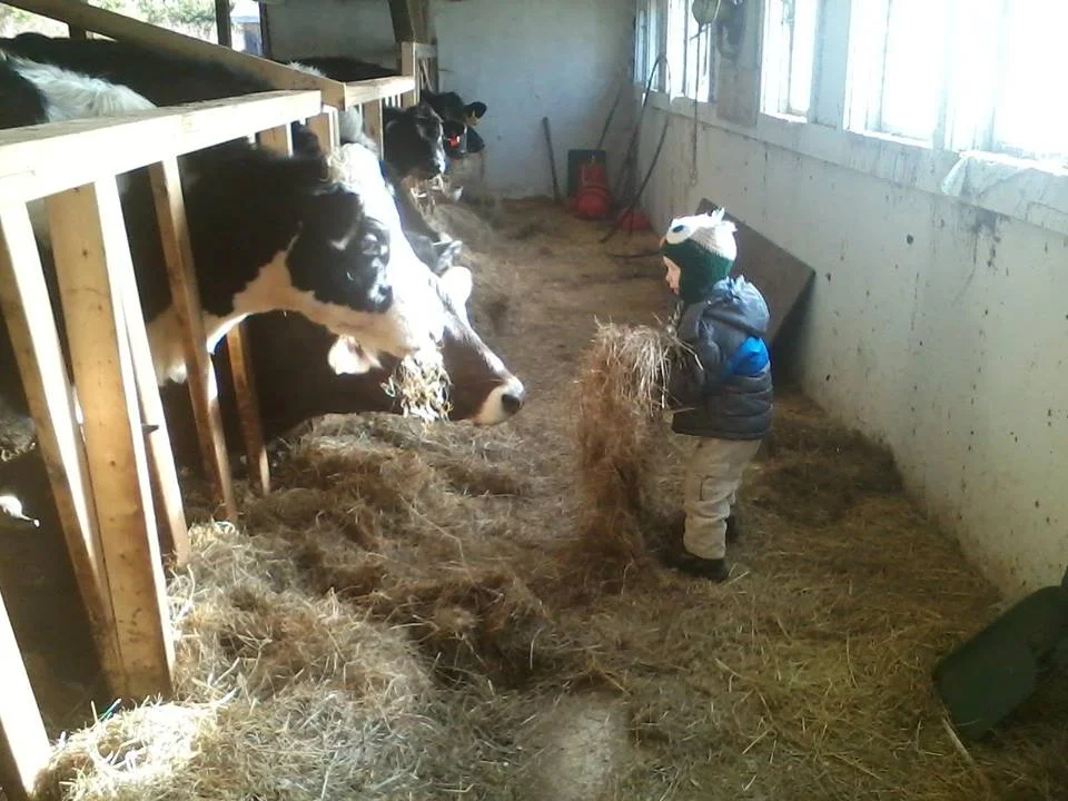 Mojo feeding cows at Rodgers.jpg