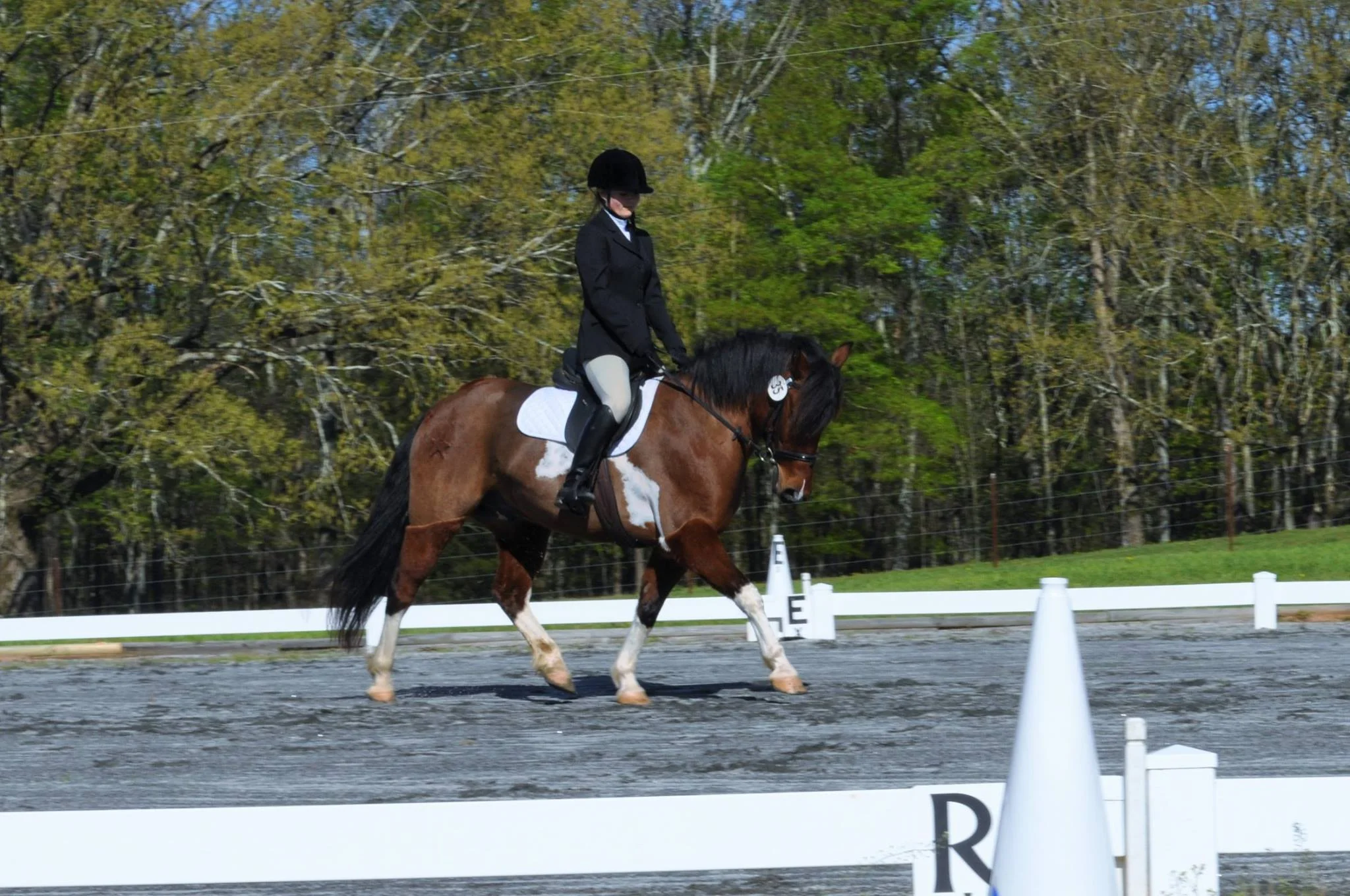 cocoa dressage.jpg