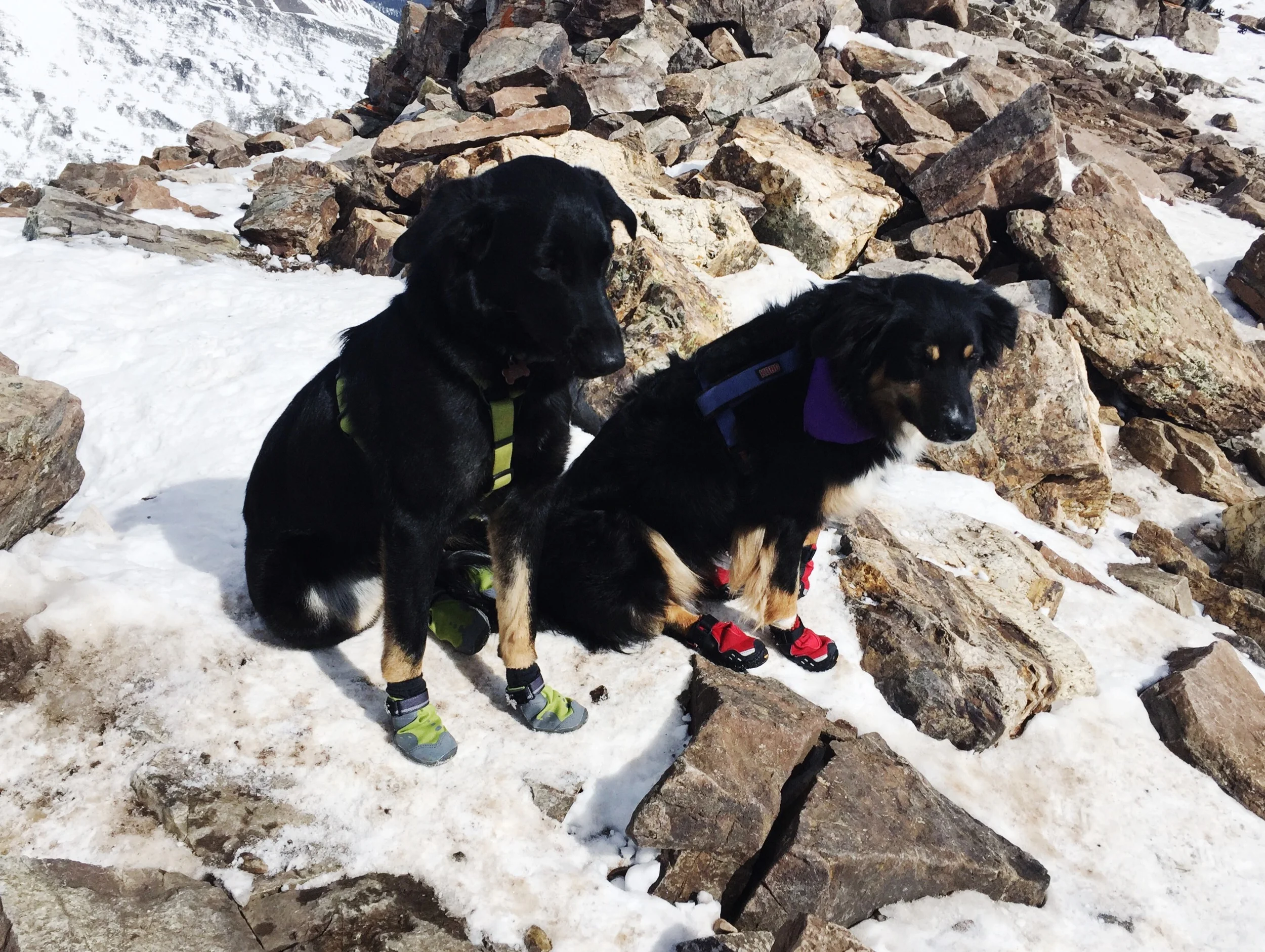 our sweet pups in their ruffwear boots