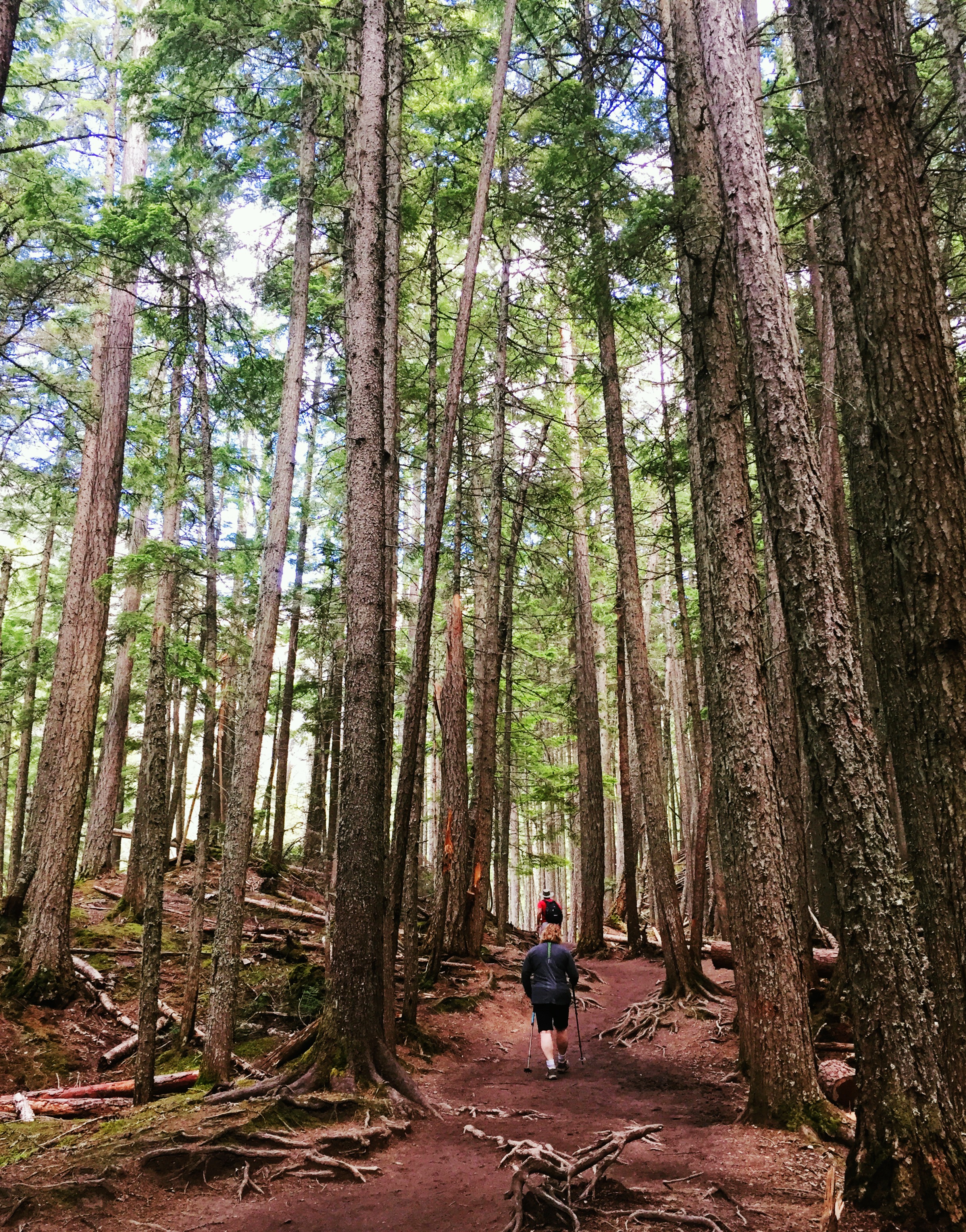 Trail to Avalanche Lake