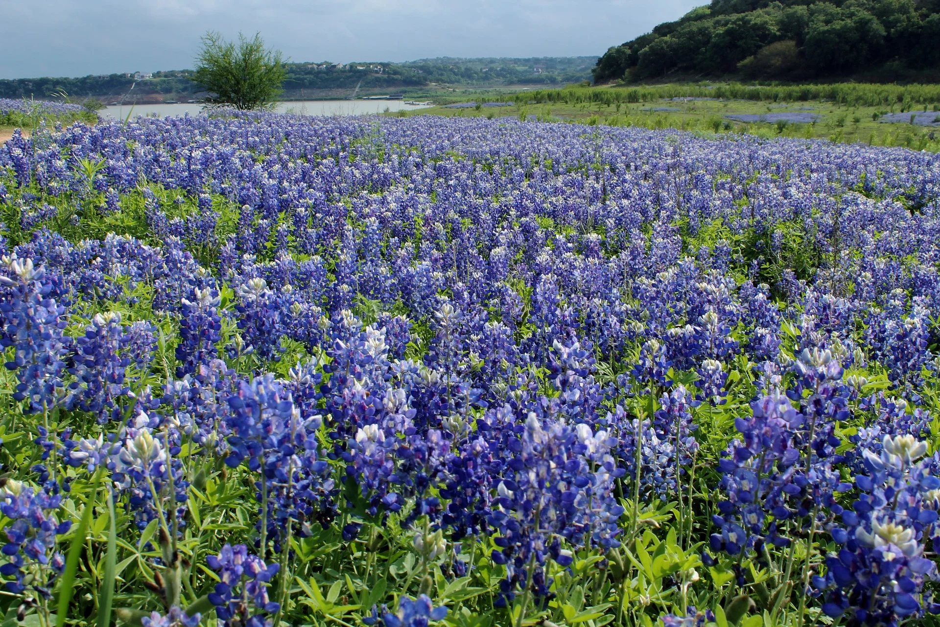 blue-bonnets-1238139_1920.jpg