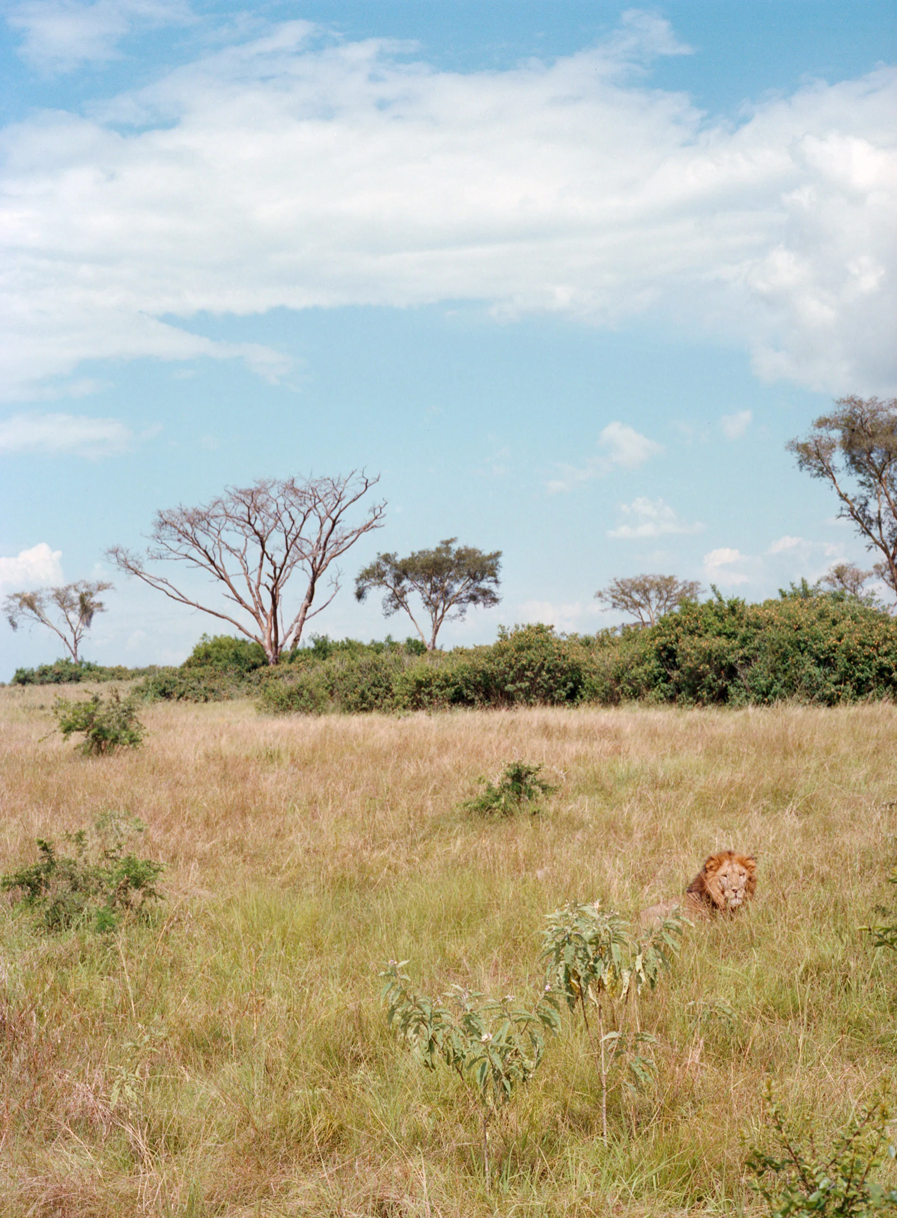 Safari, Uganda <mehr Bilder>