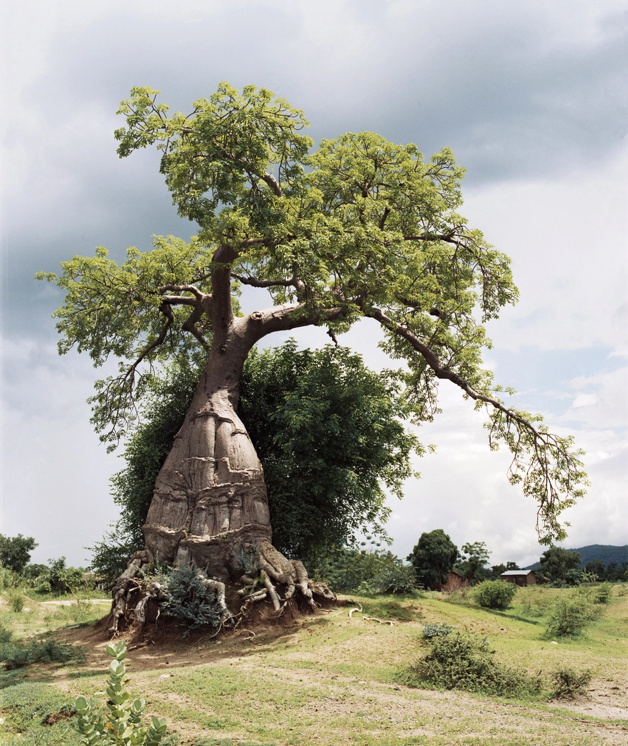 Baobab / Malawi
