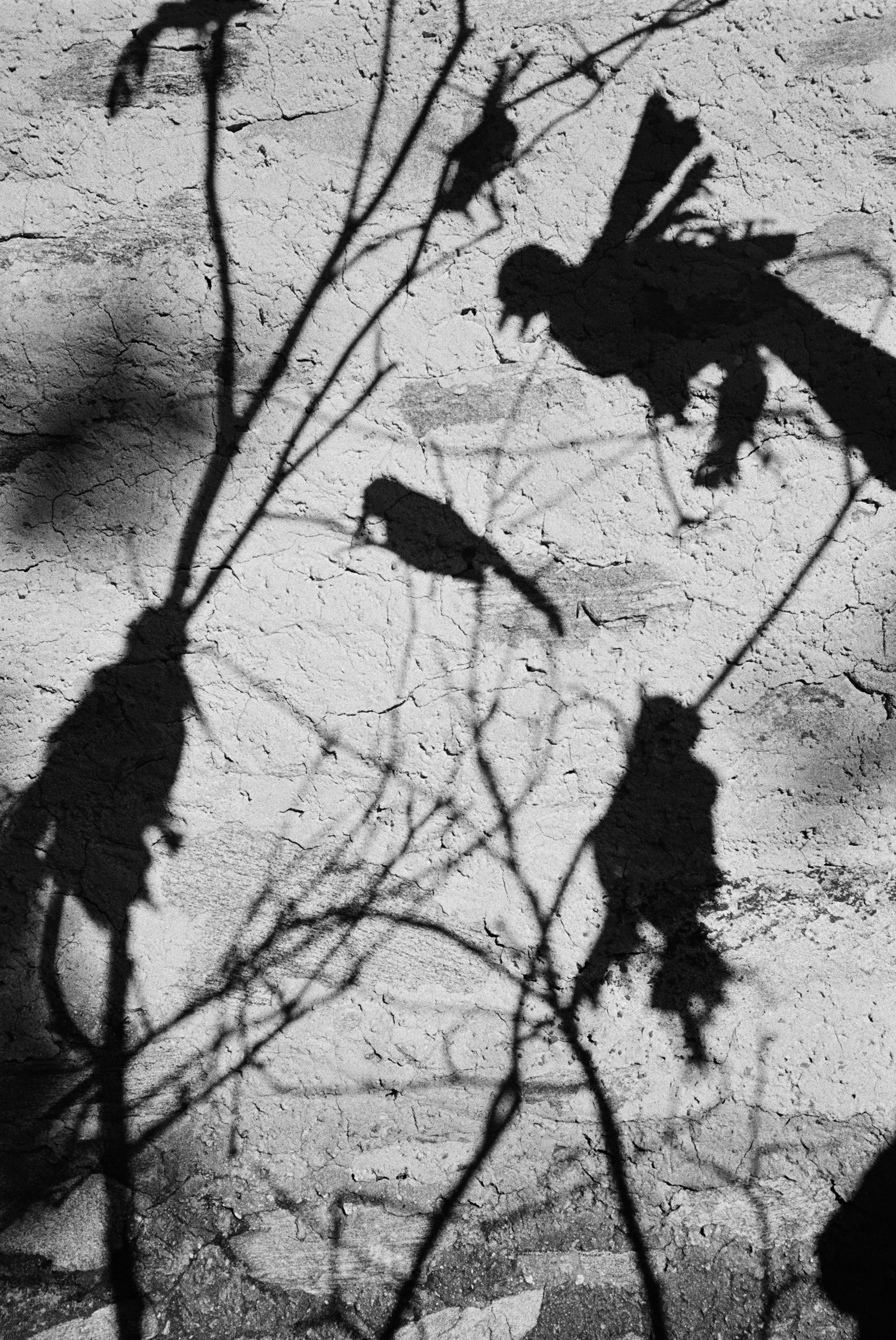 N.Bissig_Schatten_1_01_18.jpg