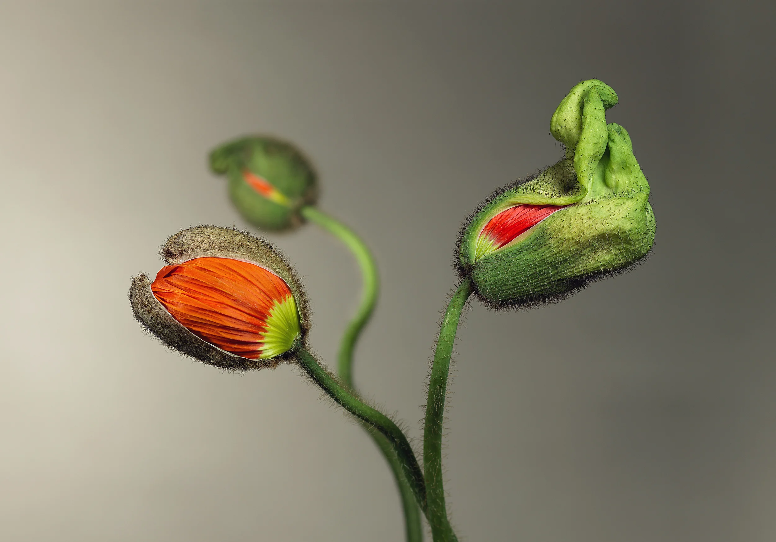 Papaver - © 2016 ff. all rights reserved by thierry B.