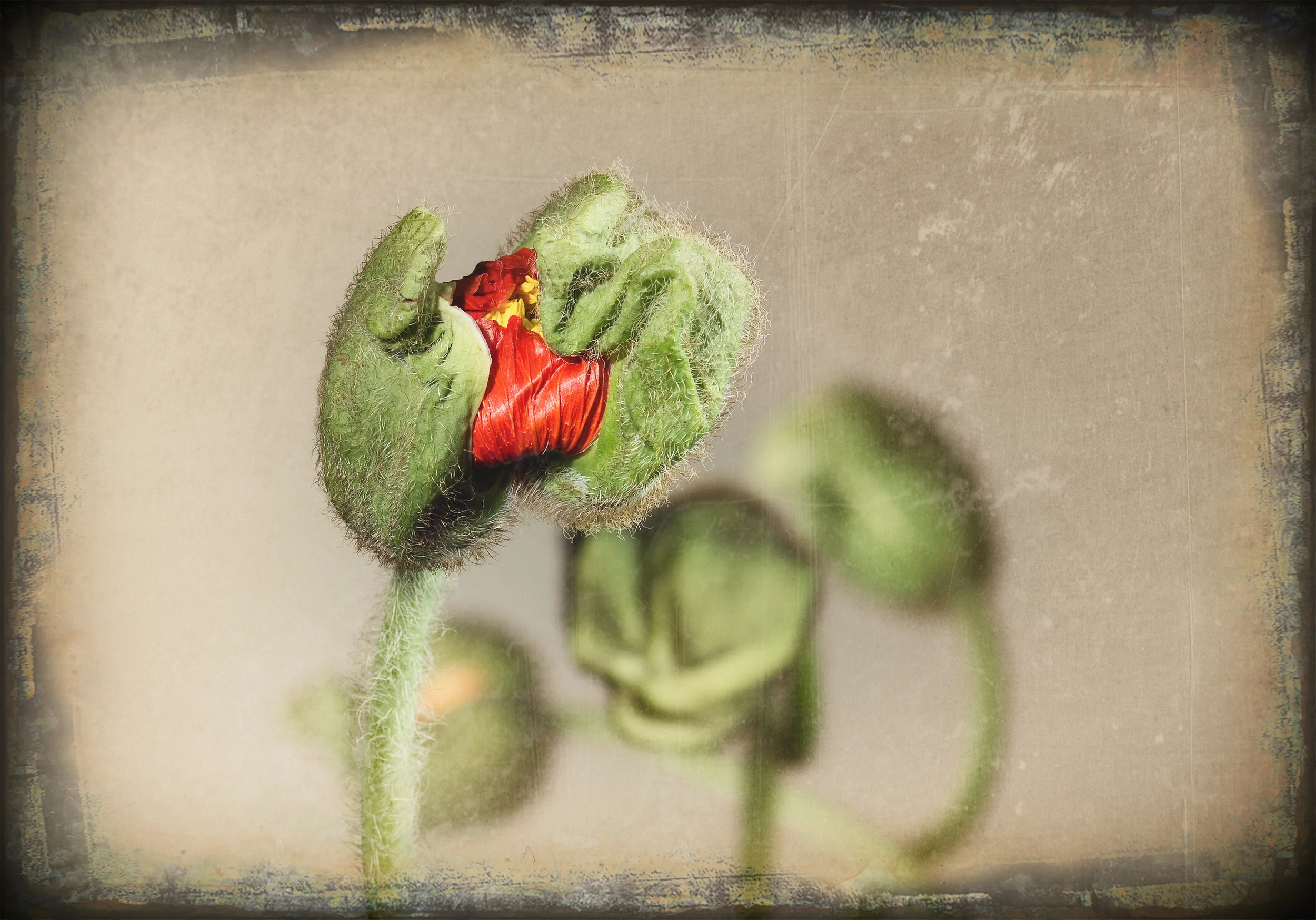 Papaver - © 2016 ff. all rights reserved by thierry B.
