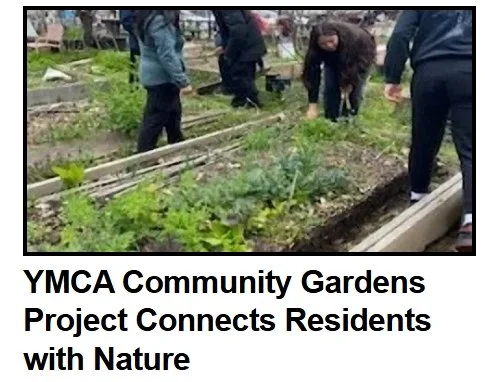  Image of people working in a community  garden.  