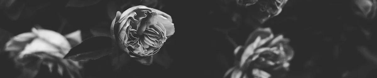 photo by Annie Spratt