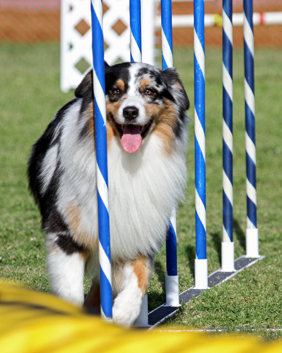 Weaving Aussie