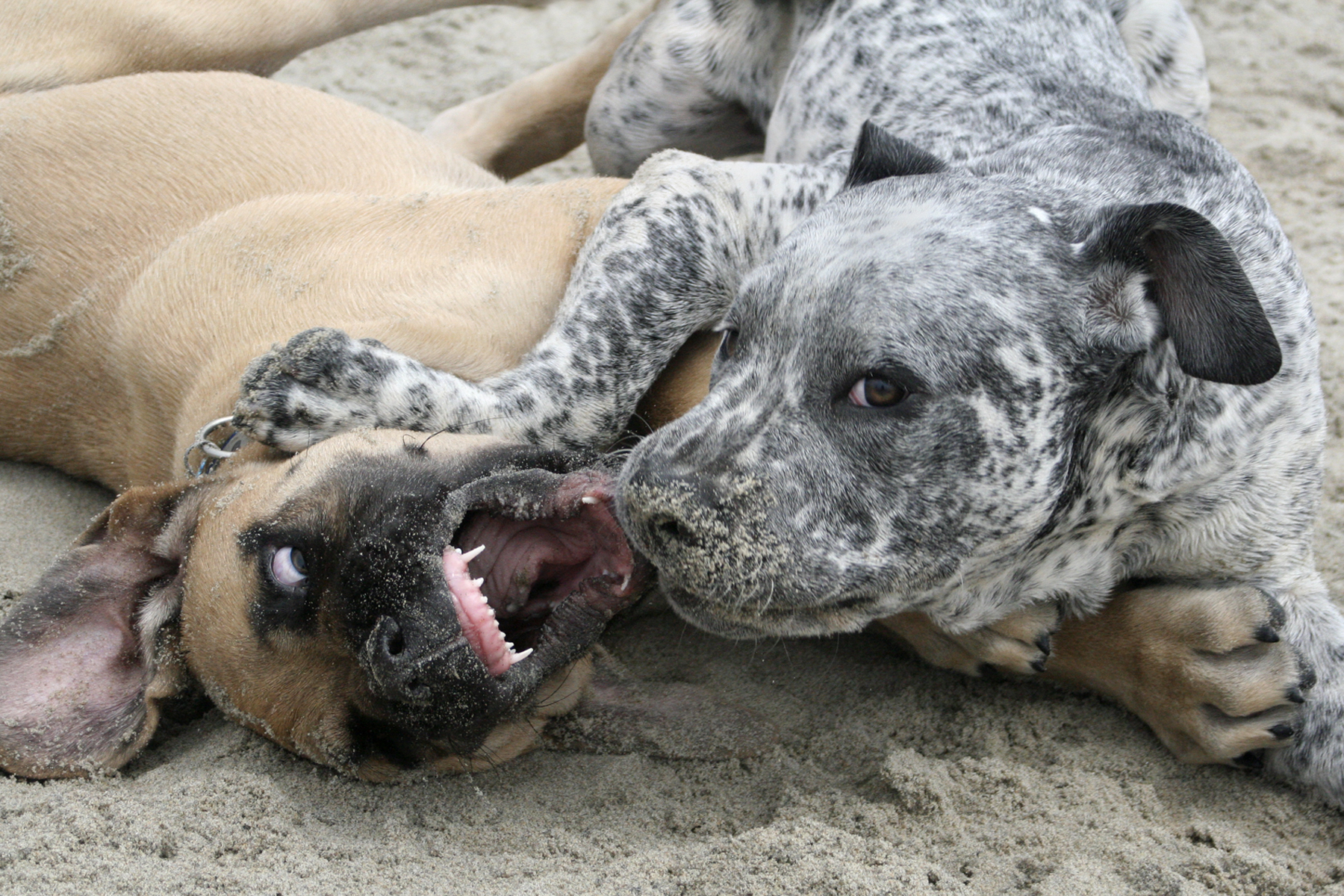 Chewing on a Sandy Puppy