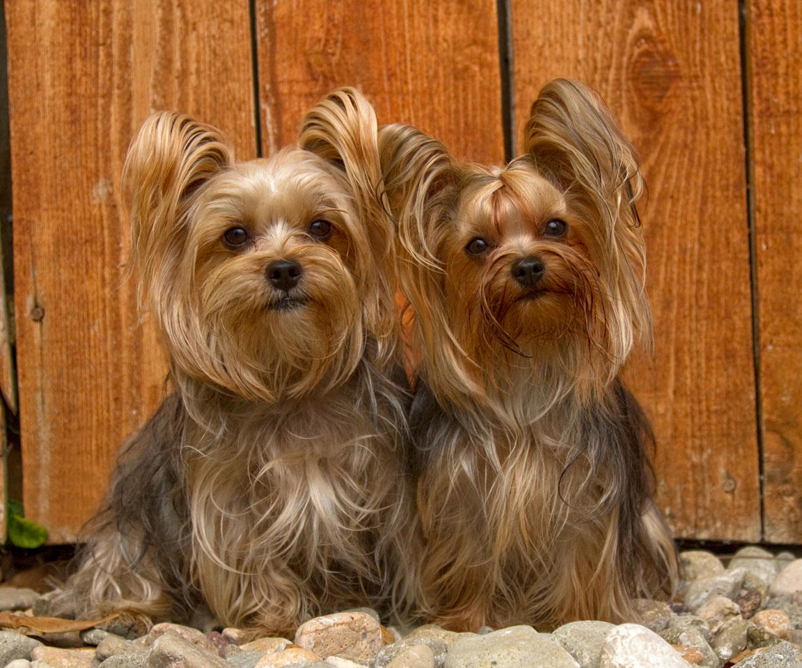 Yorkshire Cuties