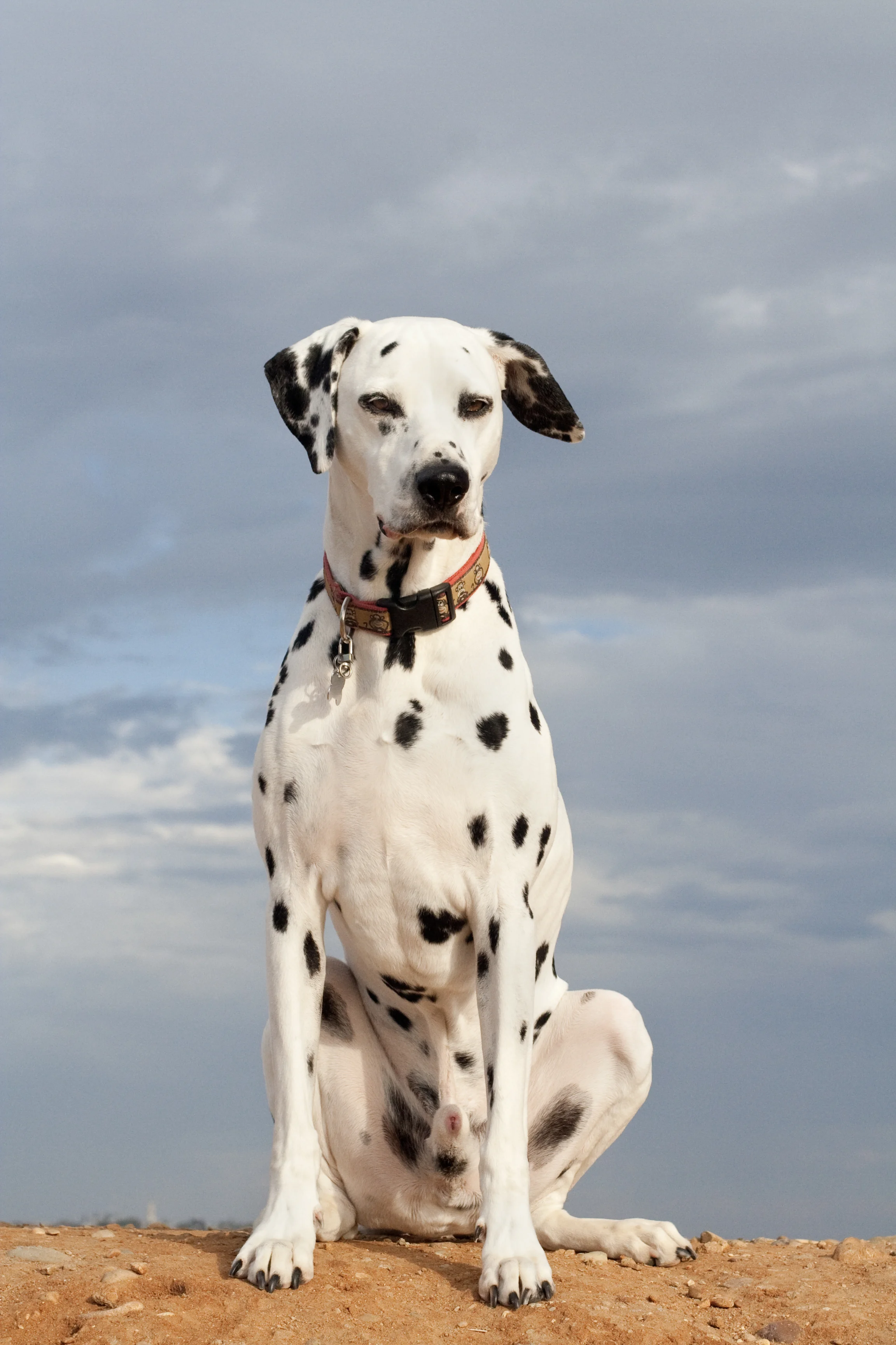 Dalmatian with Sky