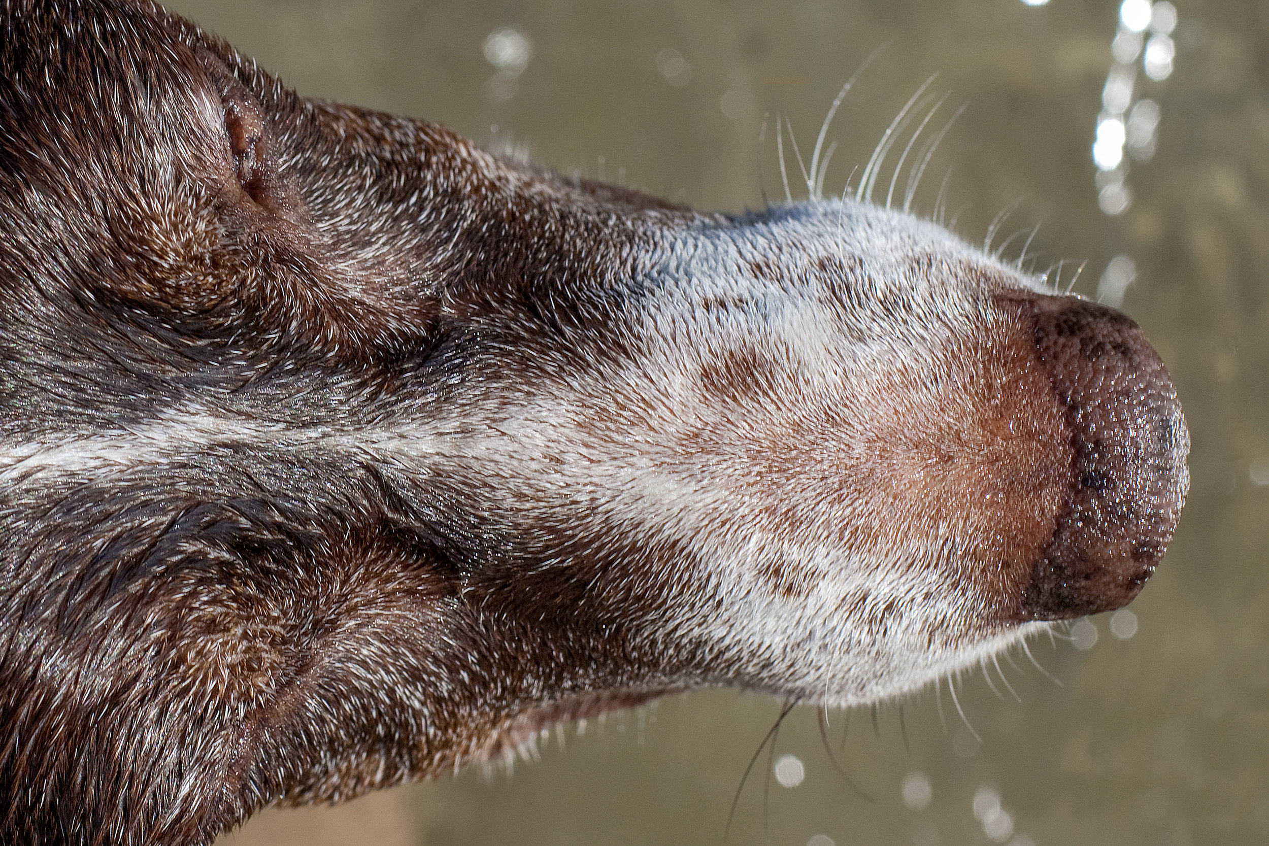 German Short Haired Pointer Nose