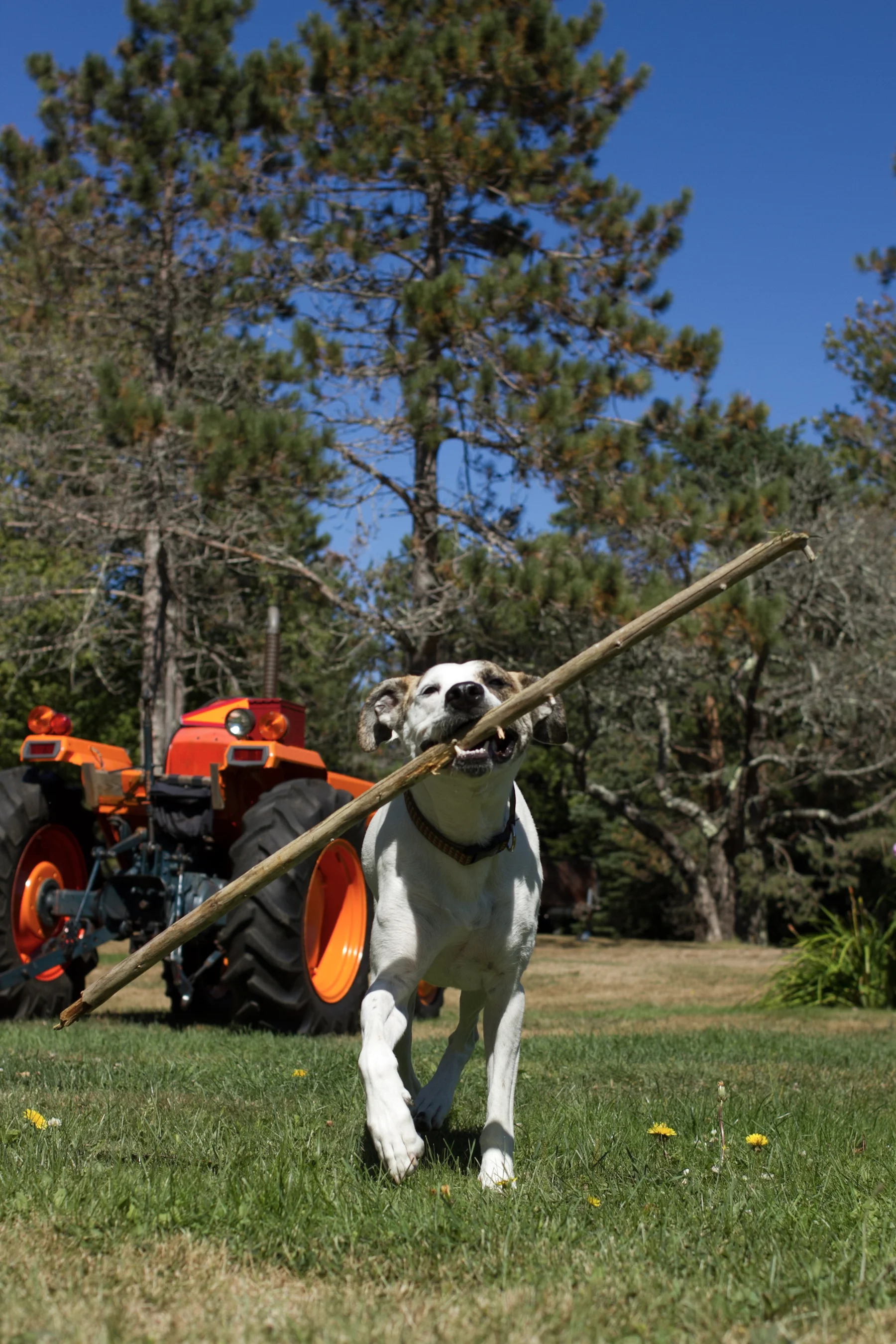 Cobb's Stick