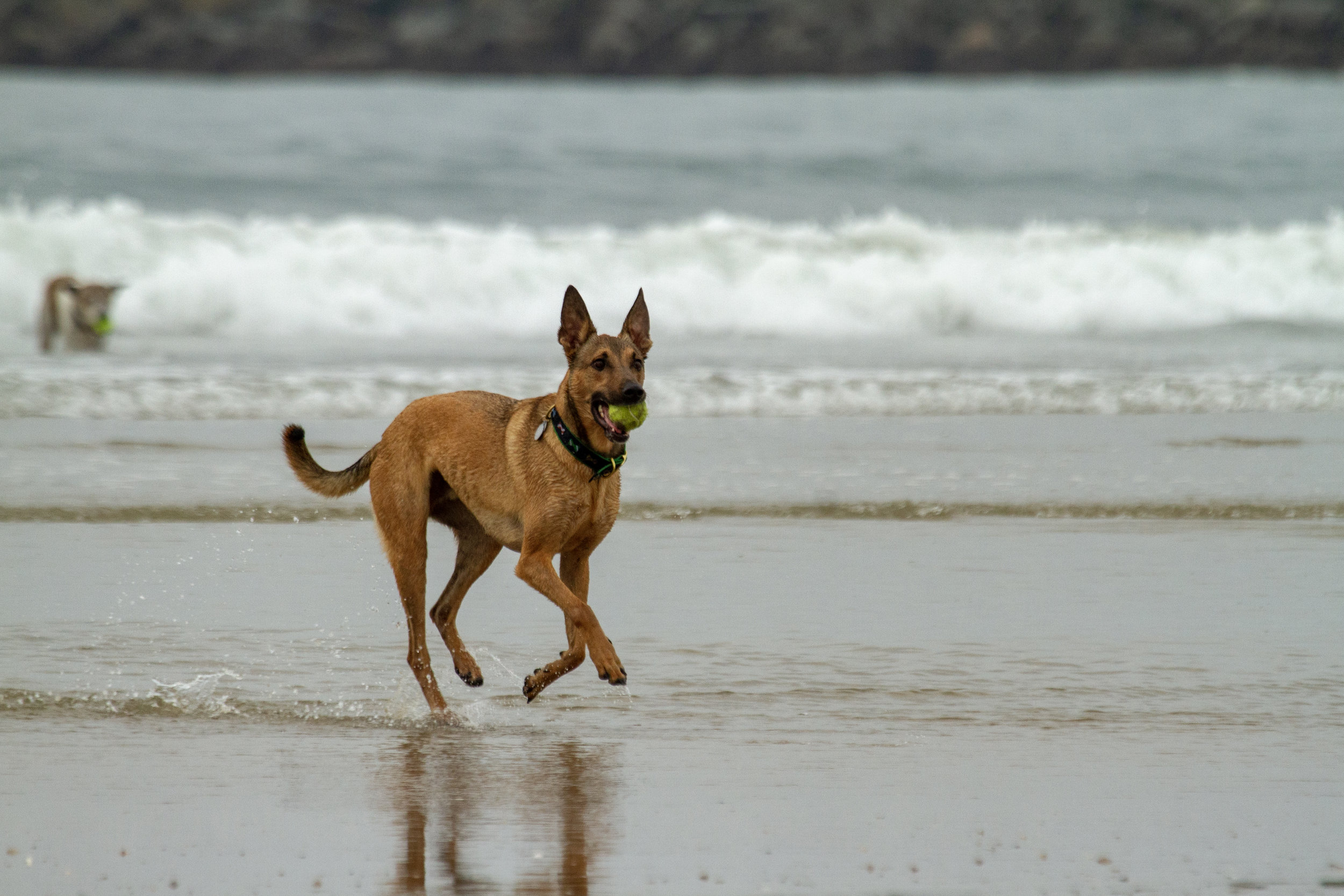 Fetch! It's Cold