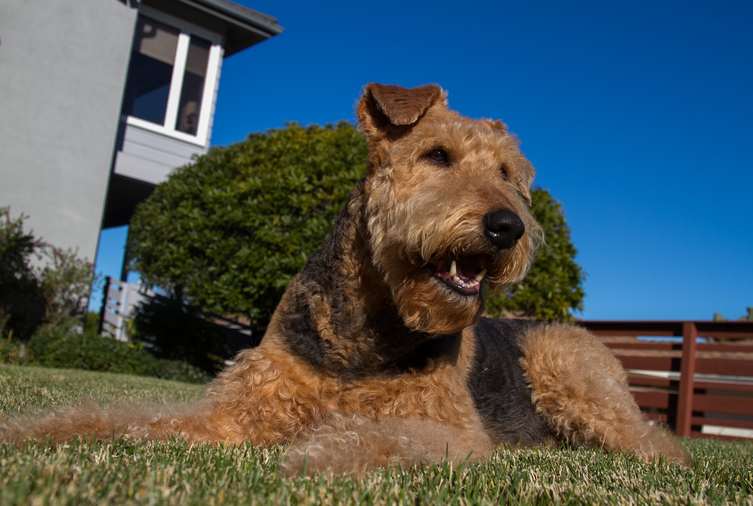 Wheaton Terrier