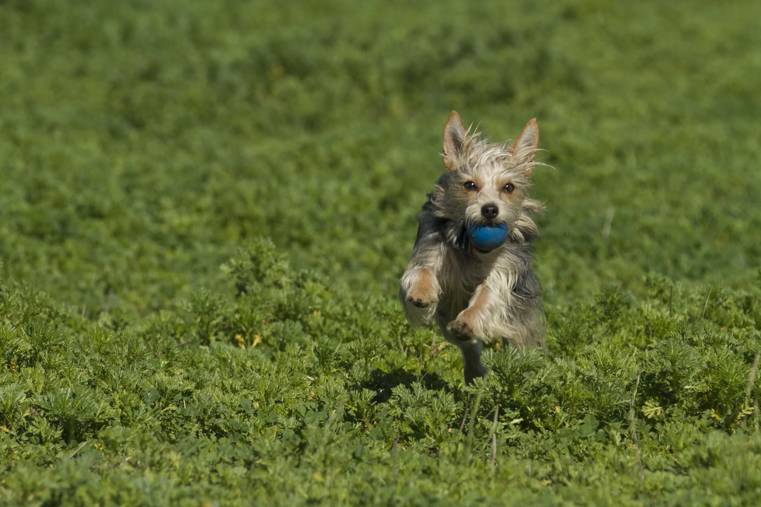 Fetch