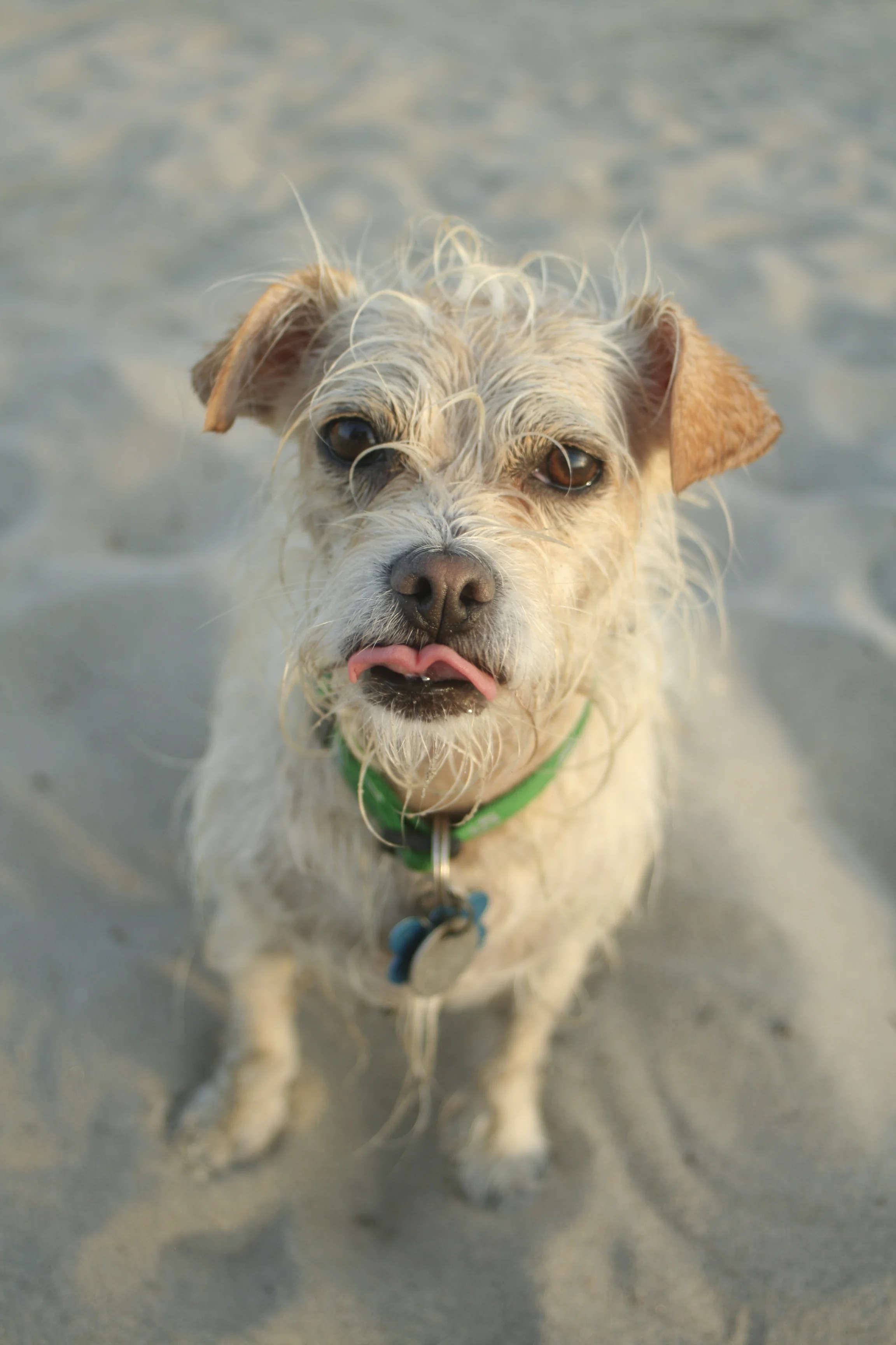 Terry's Terrier