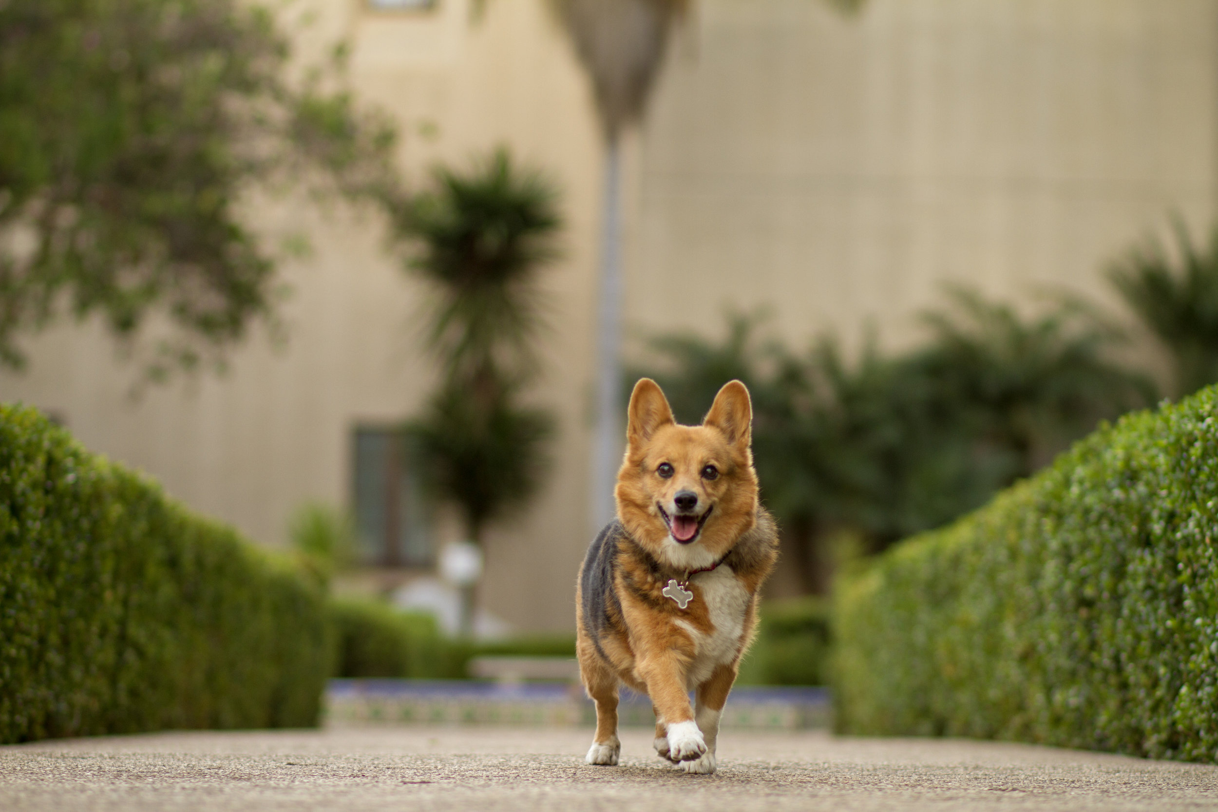 Welsch Corgi