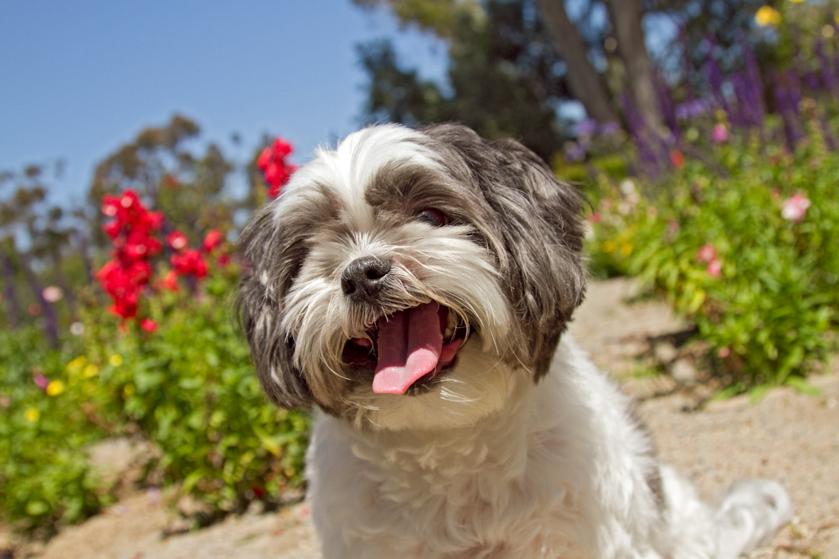 Heart-Shaped Tongue