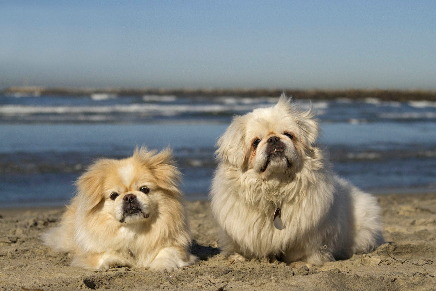 Pekes on the Beach