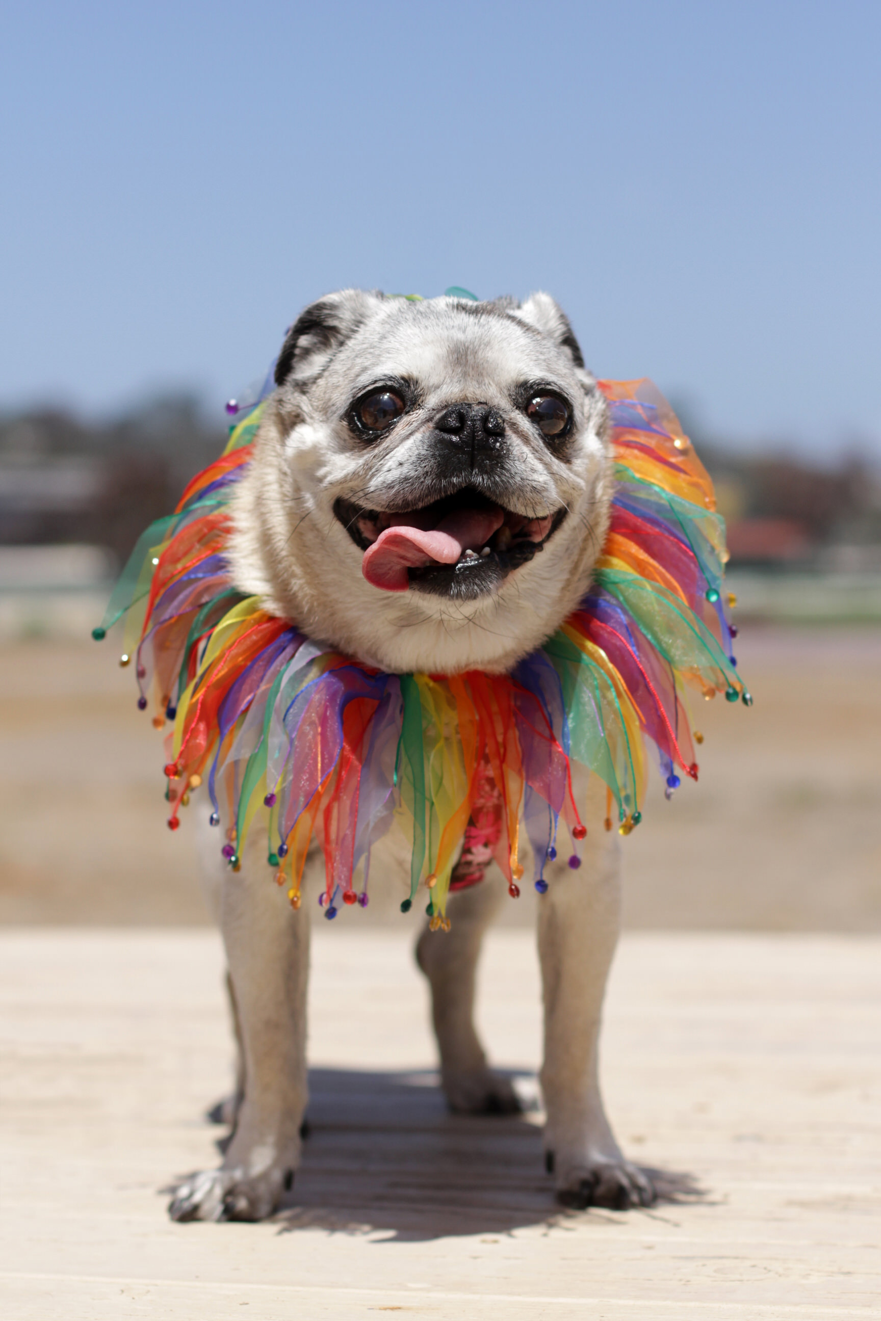 Pug Jester