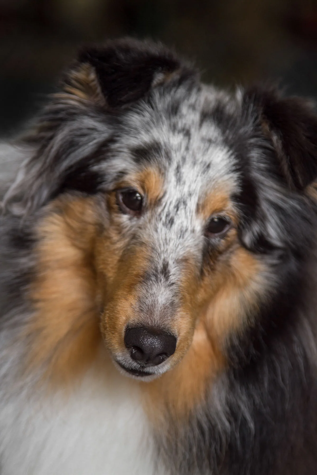 Sheltie Face