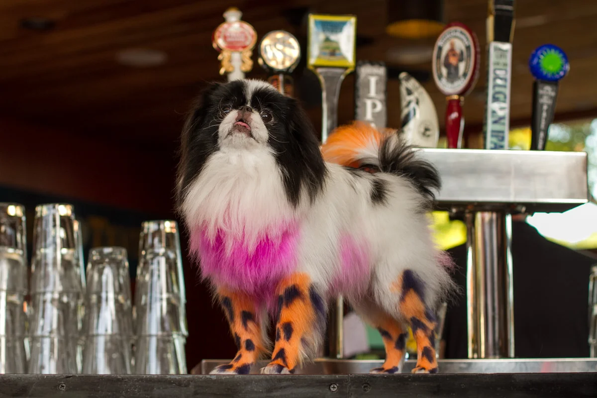 Doggie in Drag