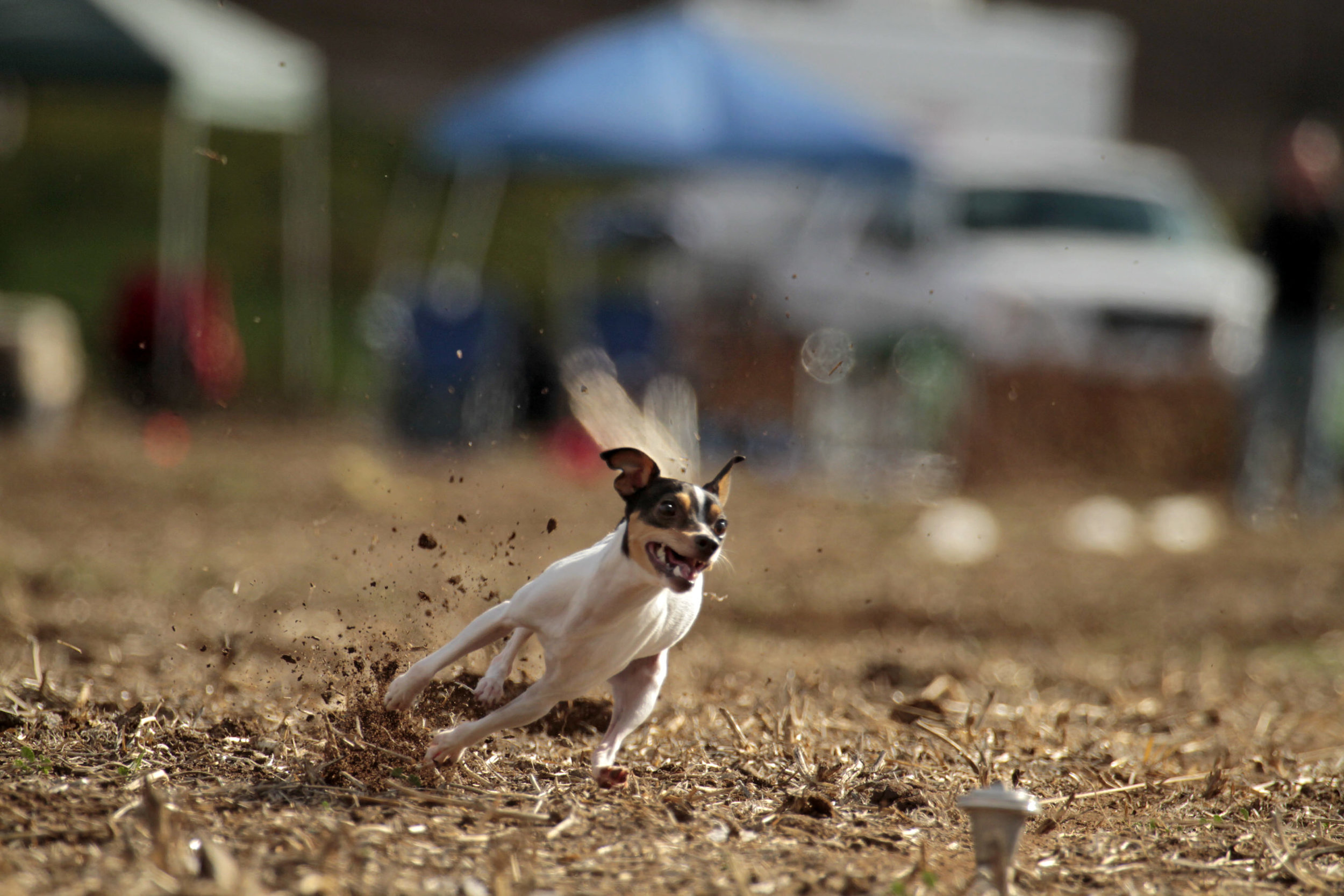 Lure Coursing Competition