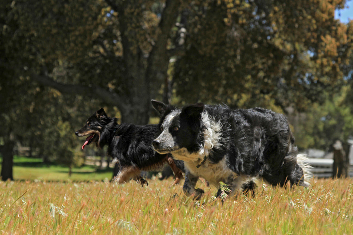 Herding Dogs at Work