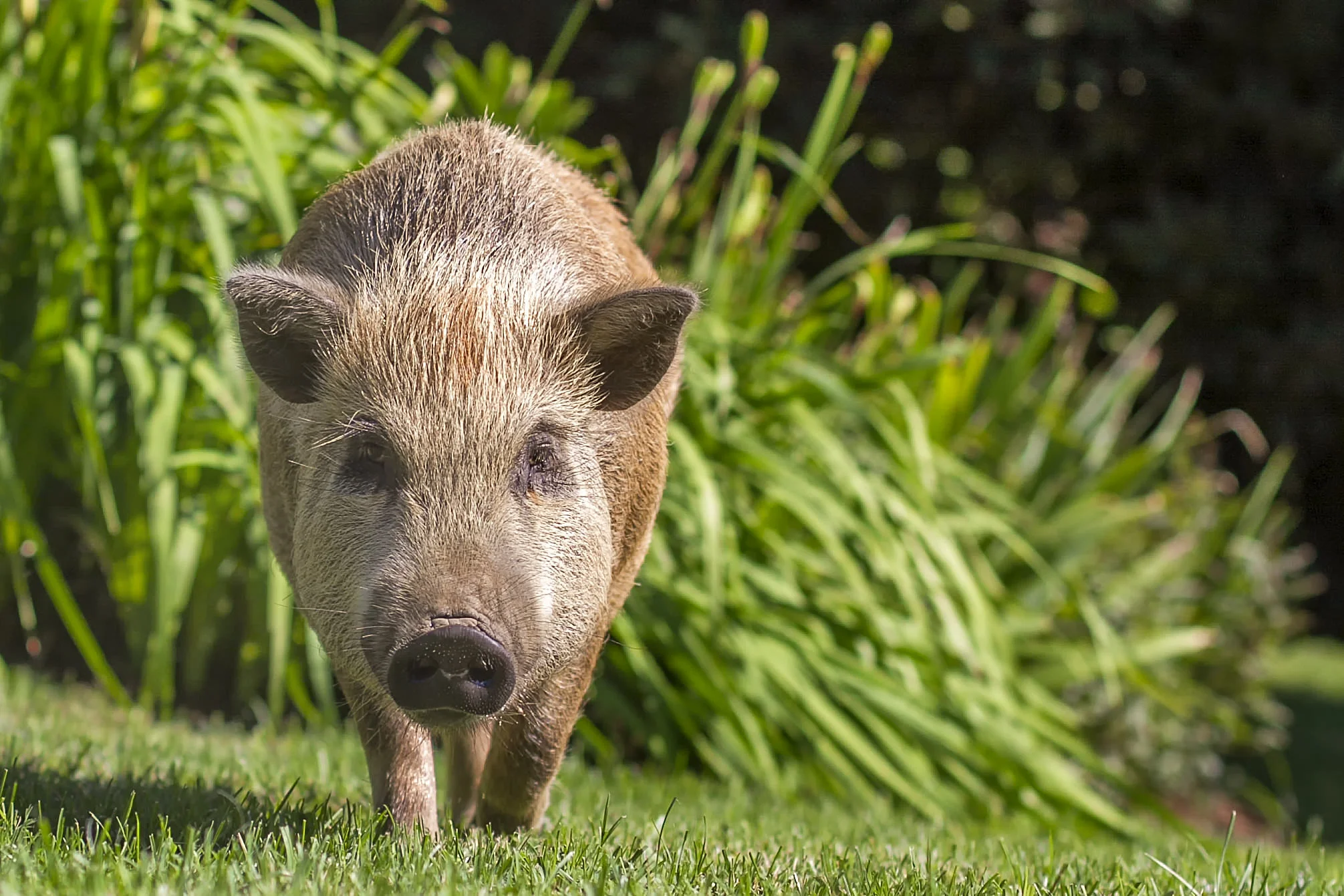 Julianna Pig