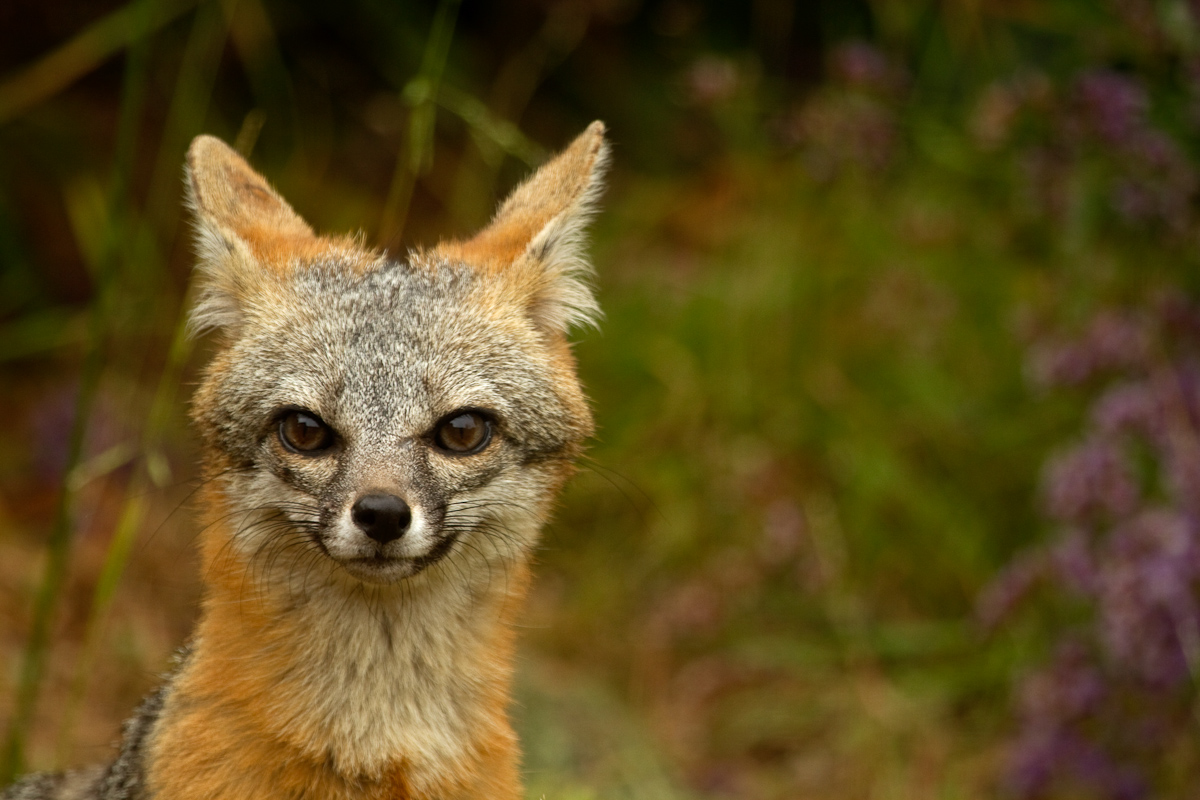 Mrs. Fox Lives in Clairemont