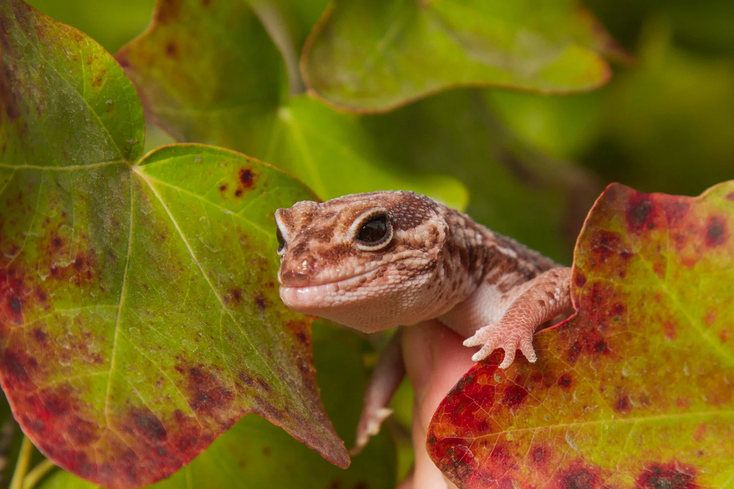 Artie in the Foliage
