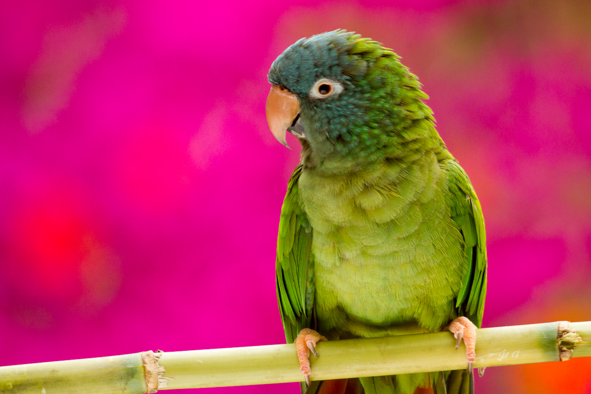 Rainbow Conure on Bougainvilla