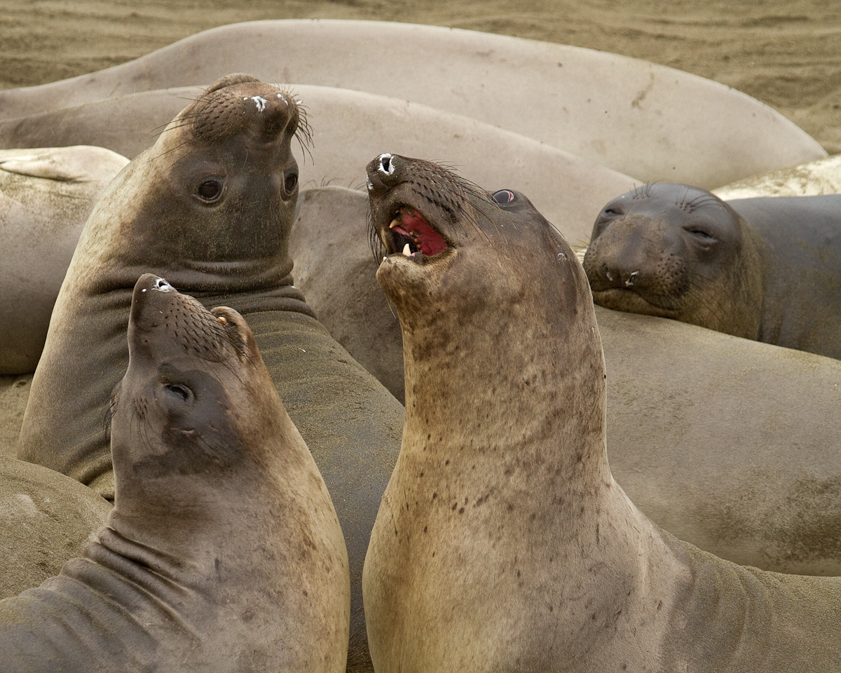 Elephant Seals