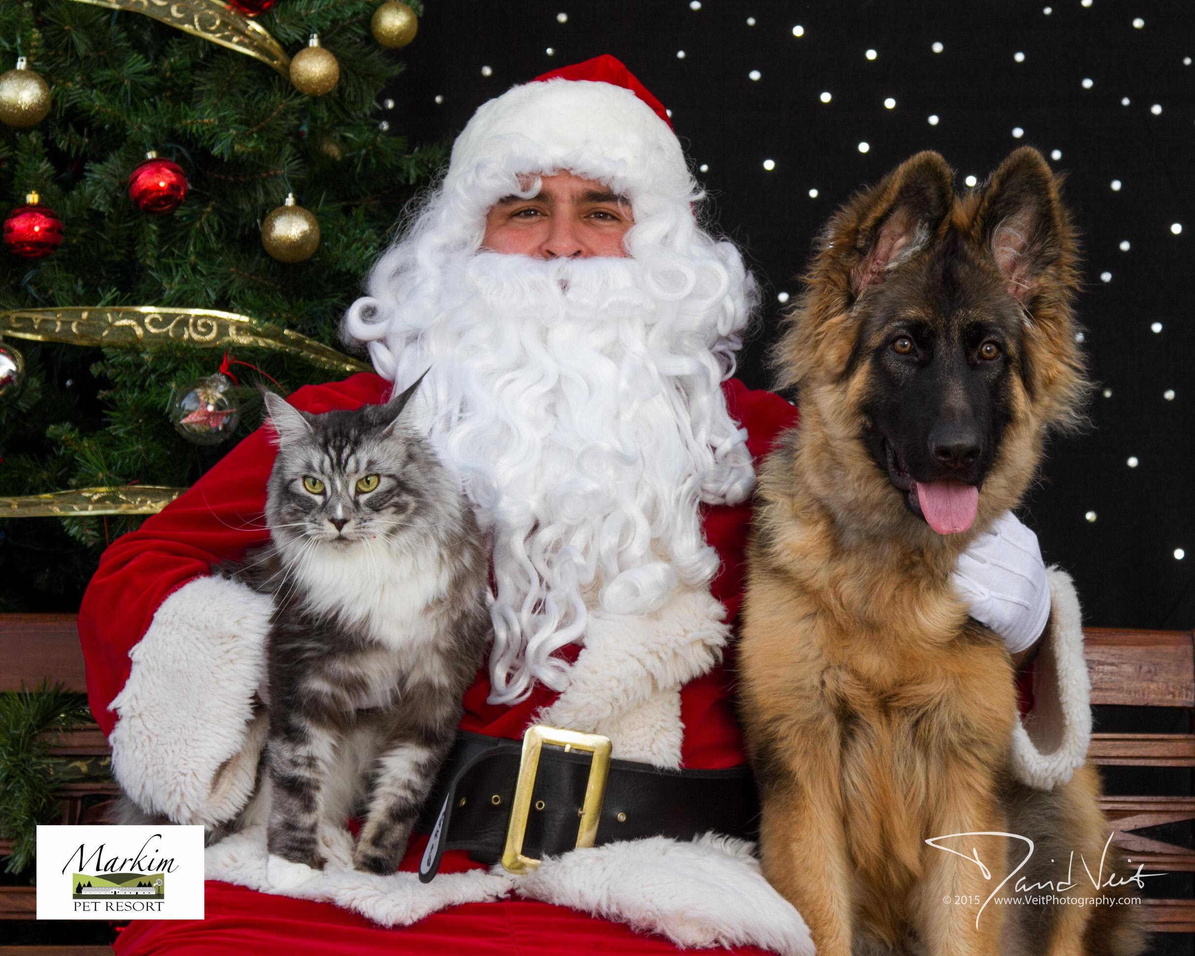 German Shepherd Puppy and Cat with Santa.jpg