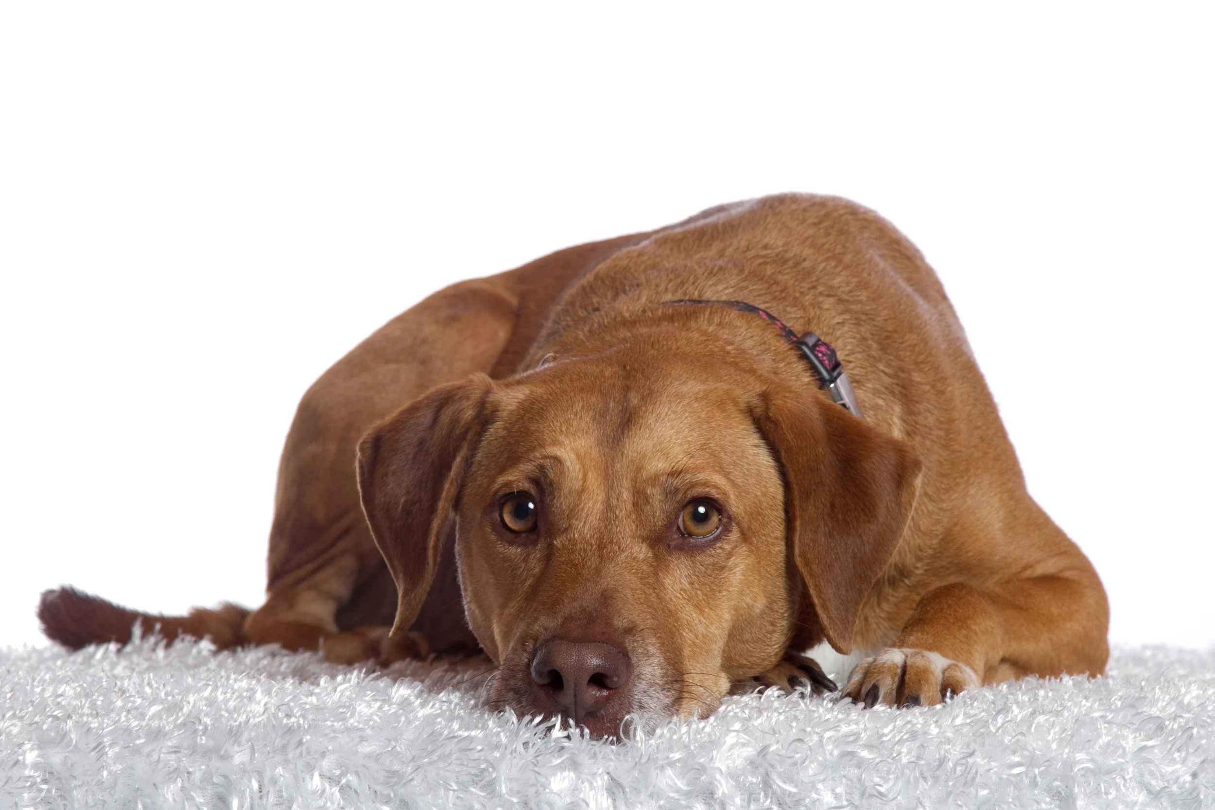 Ridgeback Rescue